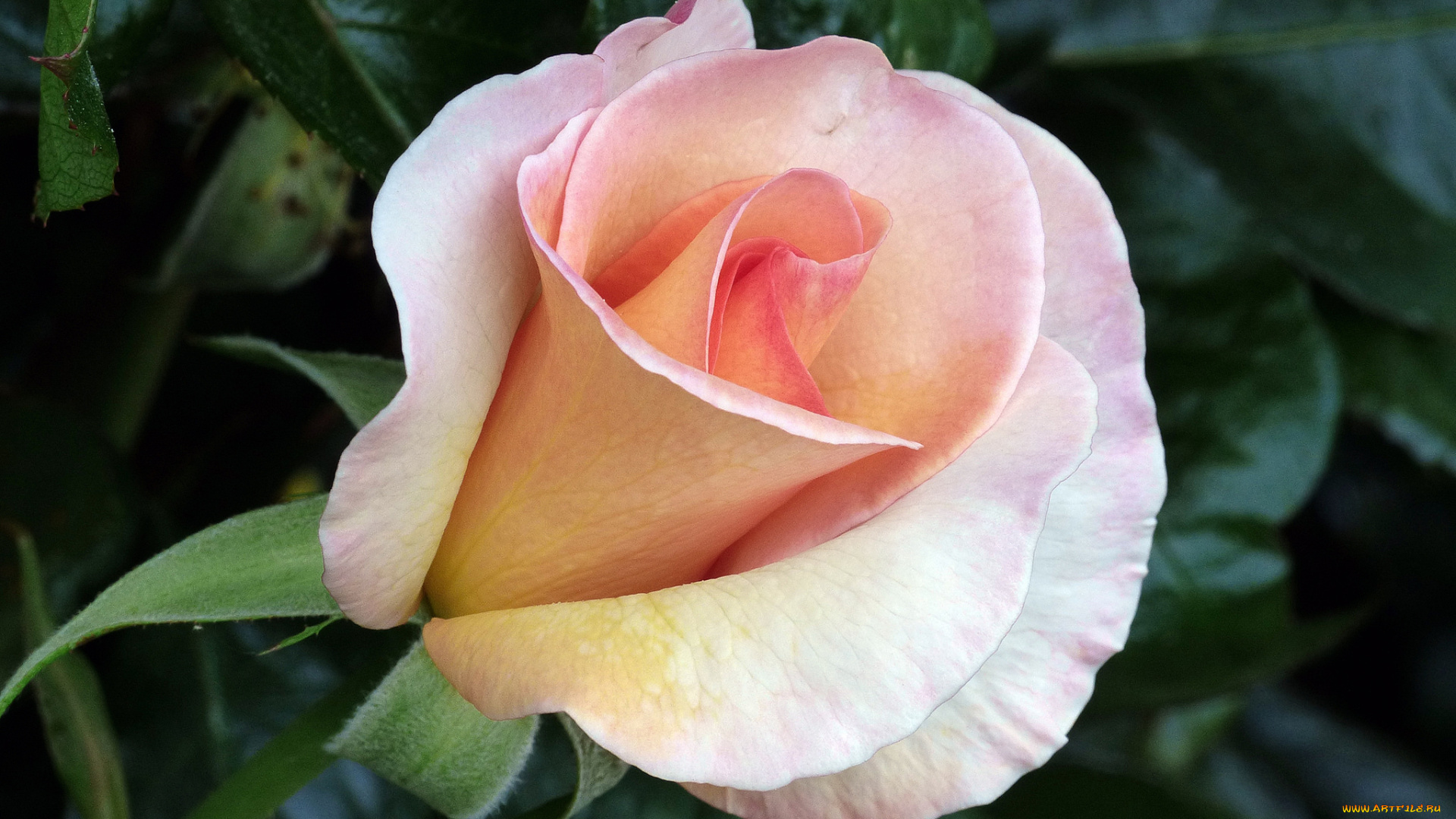 цветы, розы, роза, бутон