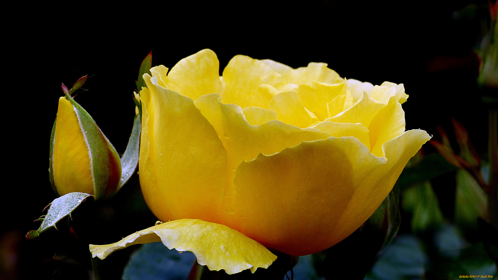 цветы, розы, роза, бутон