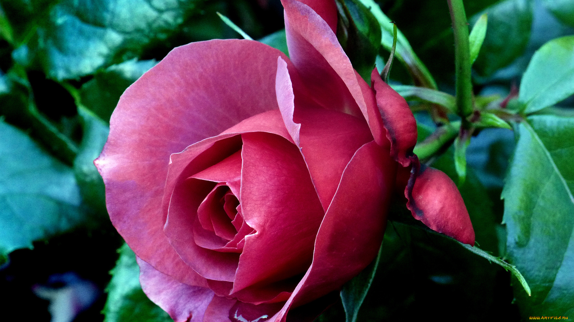 цветы, розы, роза, бутон