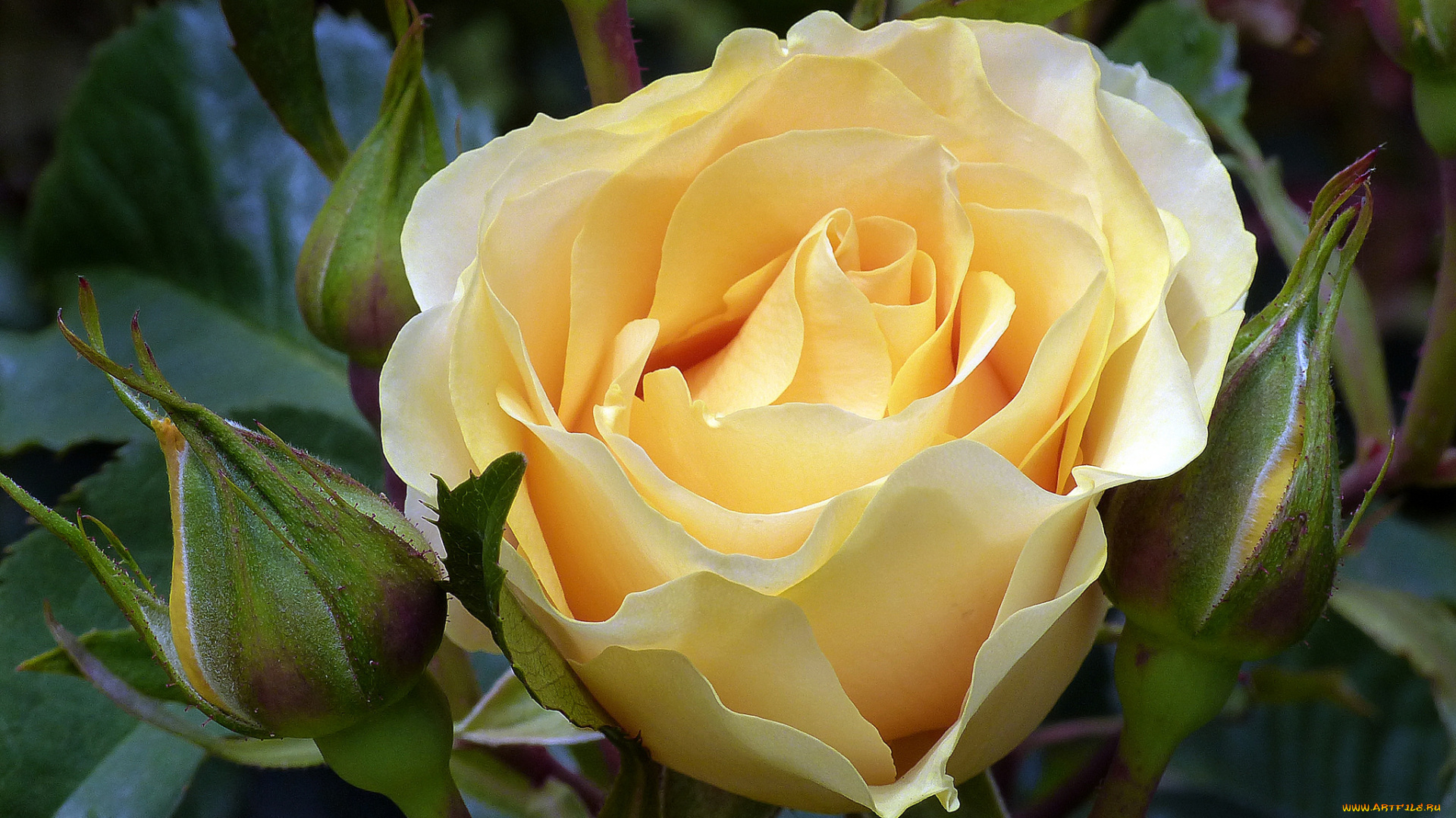 цветы, розы, роза, бутон