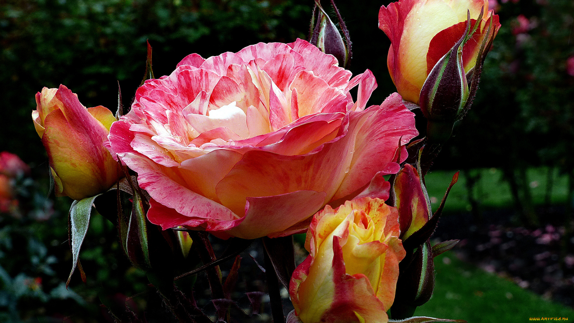 цветы, розы, роза, бутон