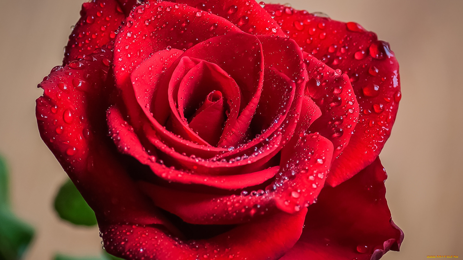 цветы, розы, роза, бутон