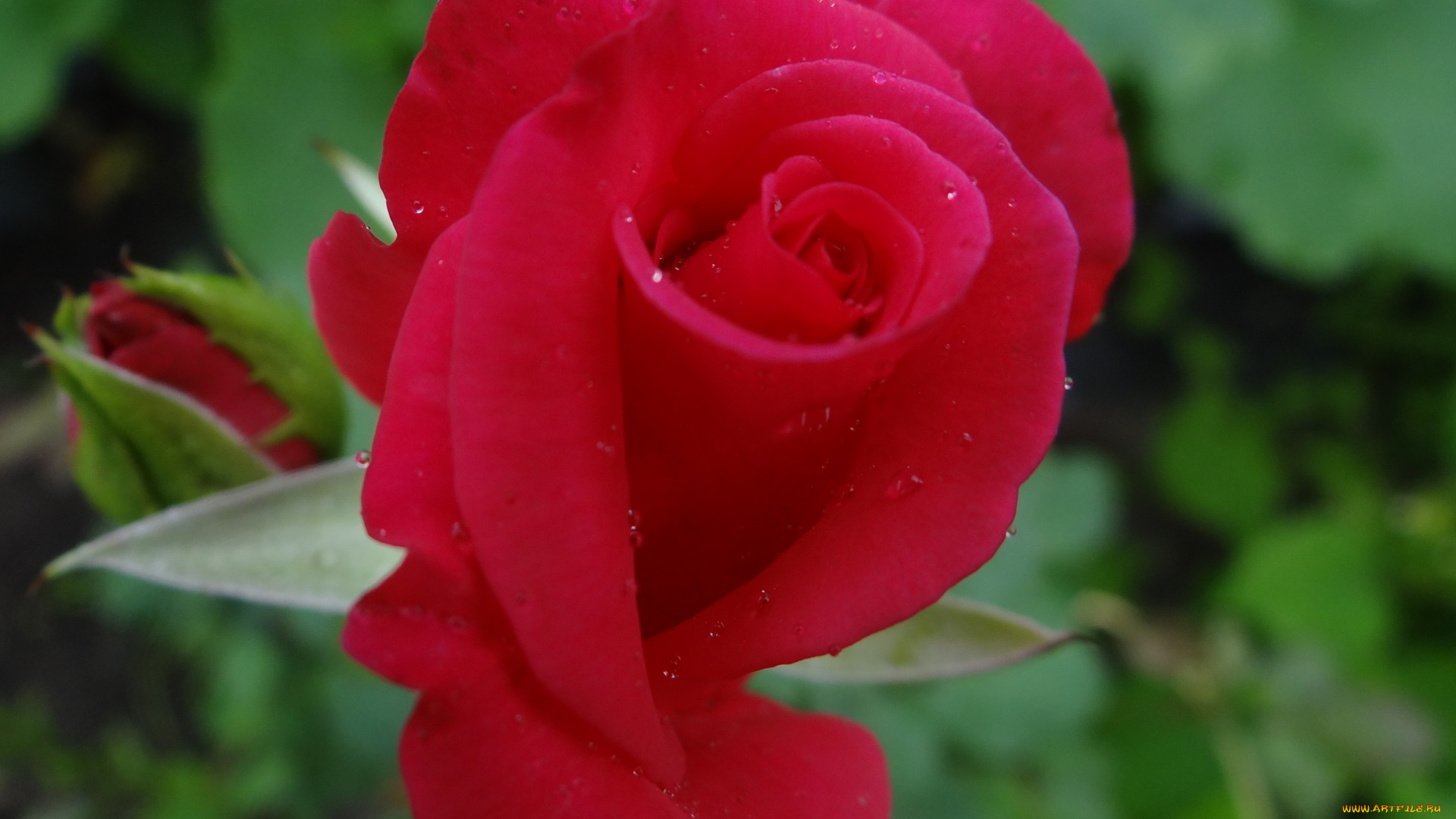цветы, розы, роза, цветок, роса, красная