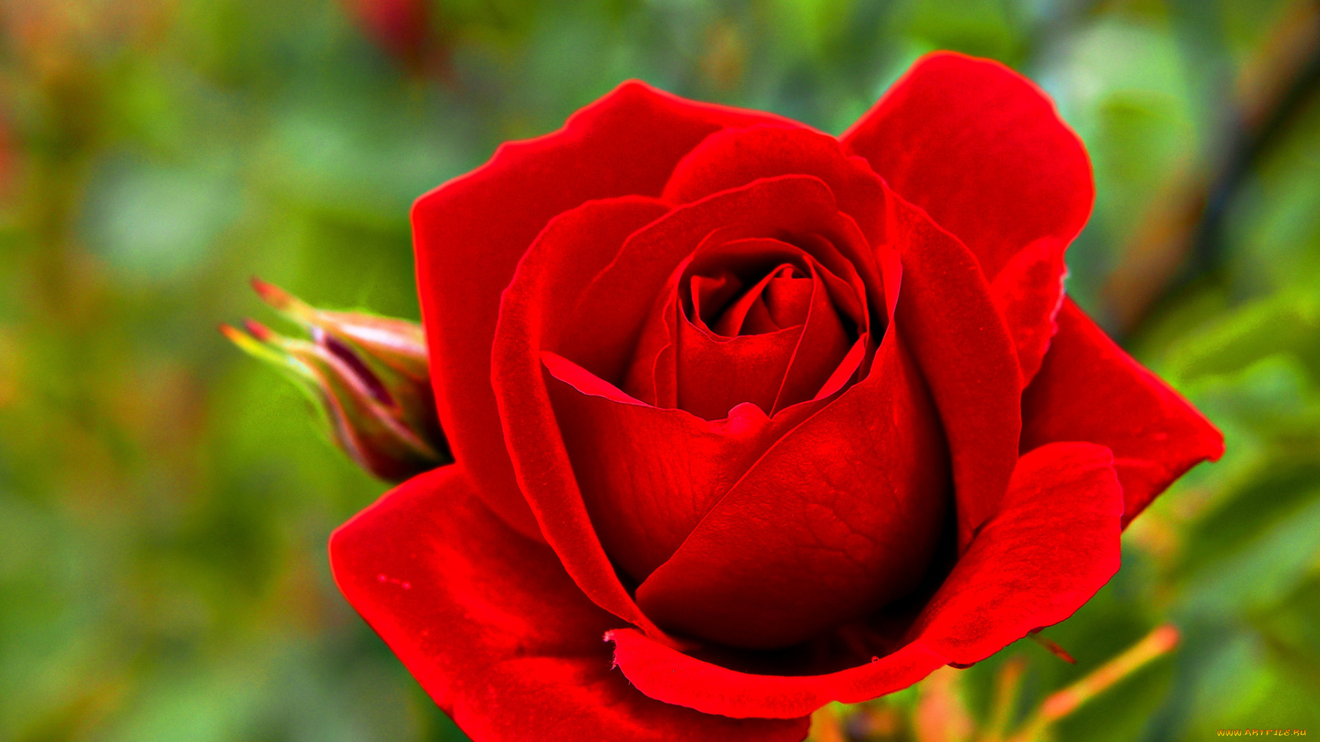 цветы, розы, роза, красная