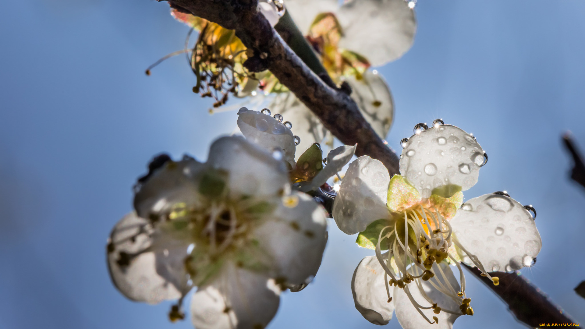 цветы, сакура, , вишня, макро, утро, капли, роса, блеск