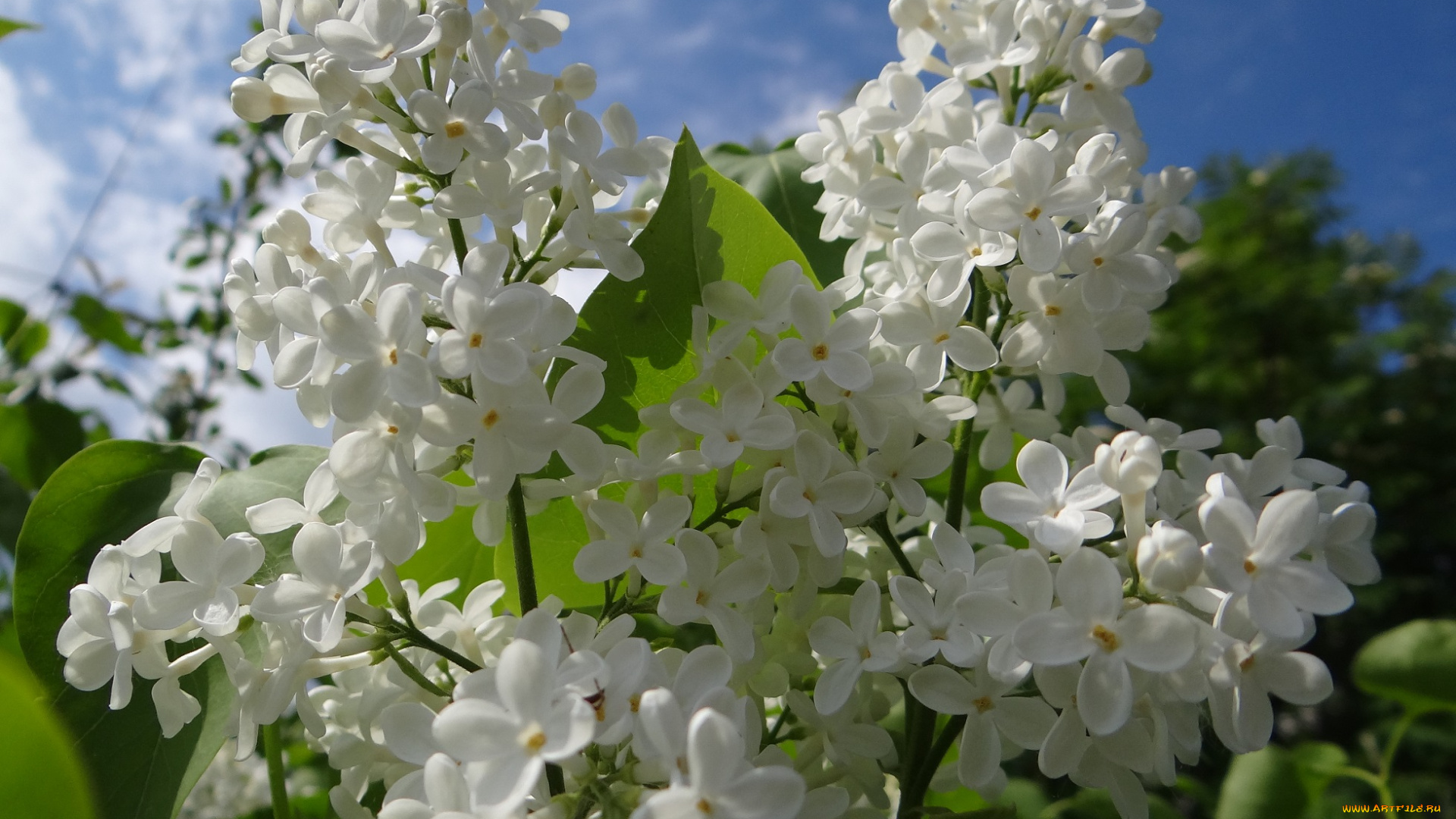 цветы, сирень, белая, небо