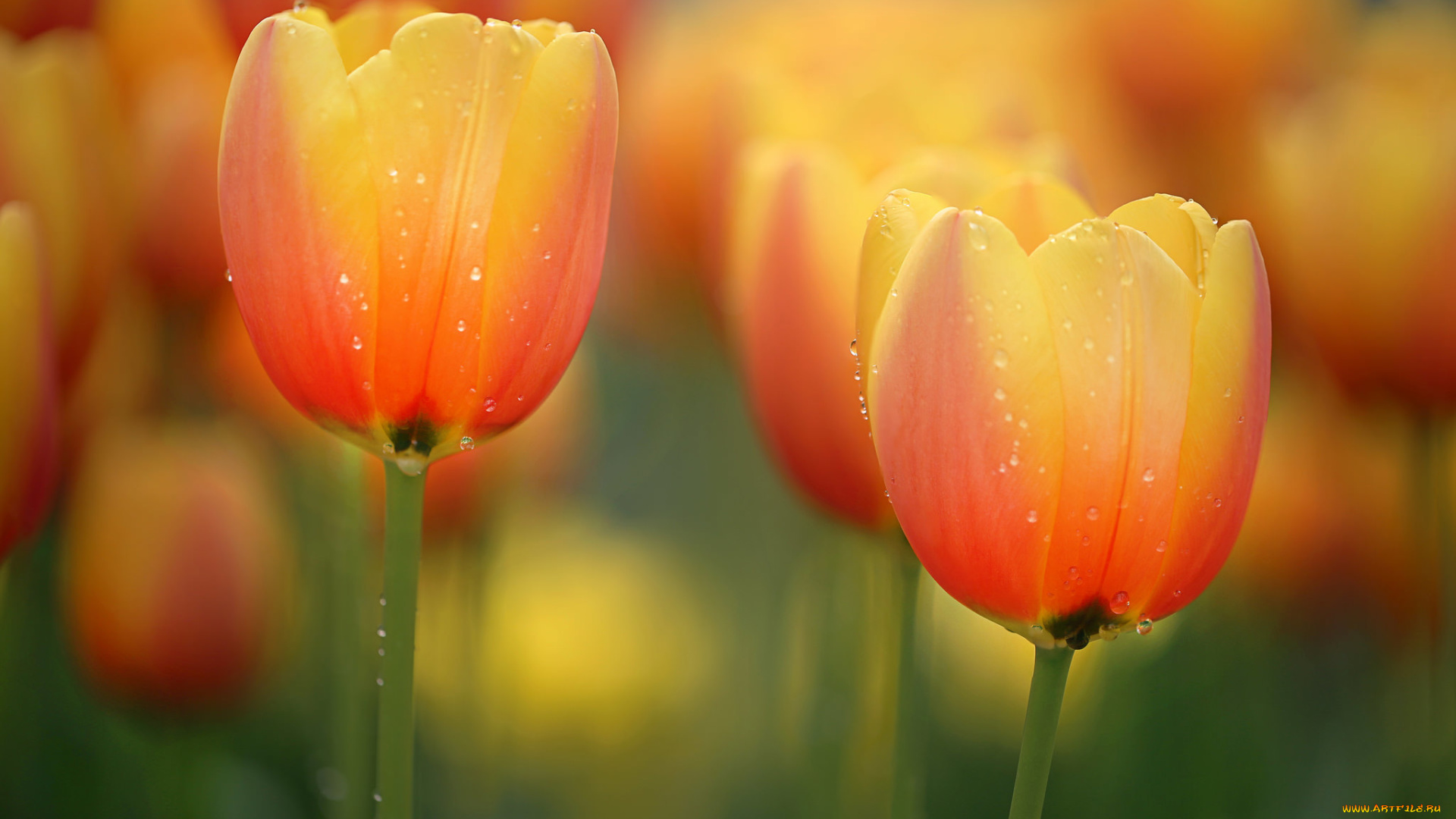 цветы, тюльпаны, лепестки, макро, капли, вода, роса