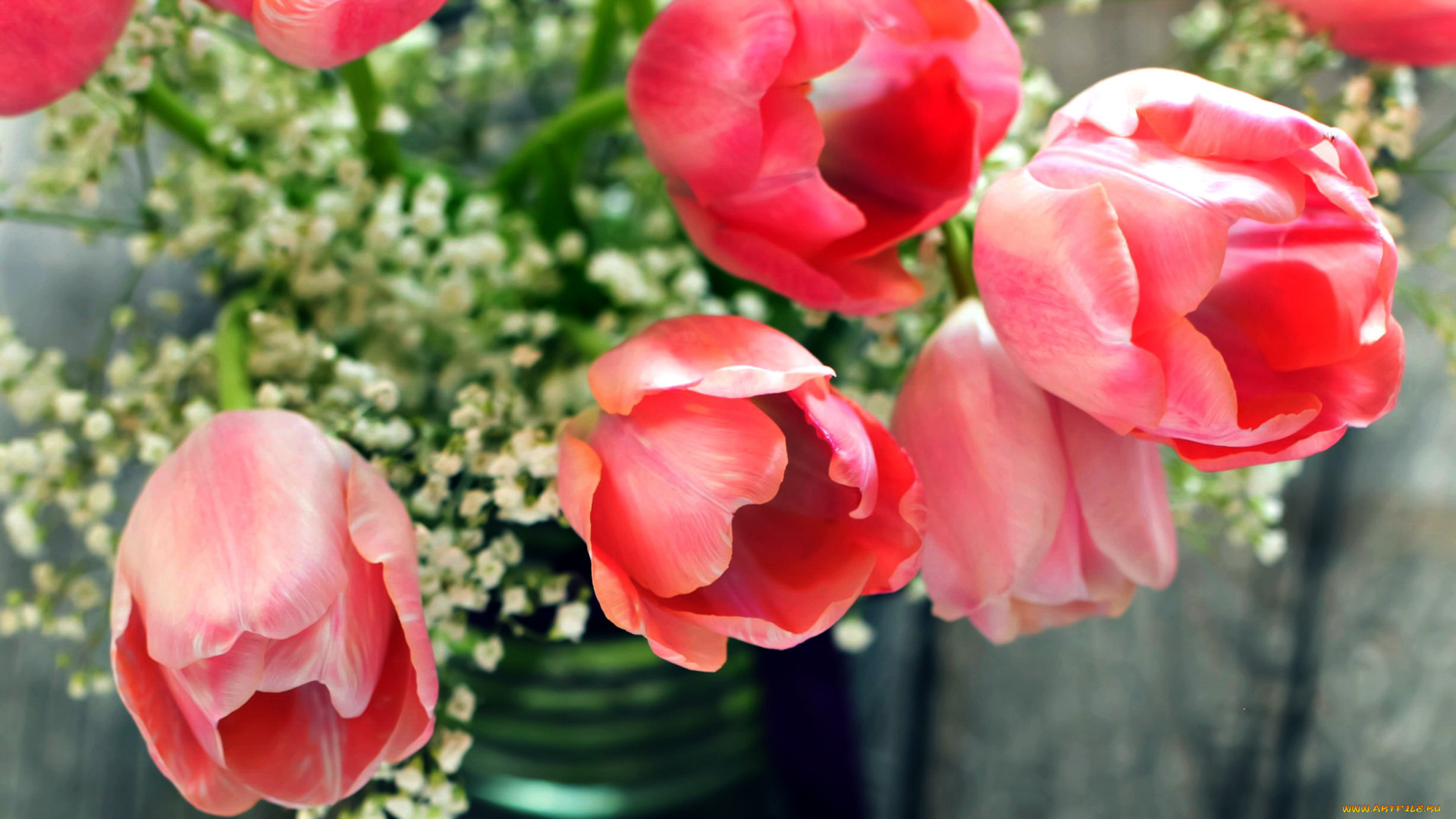 цветы, тюльпаны, розовый