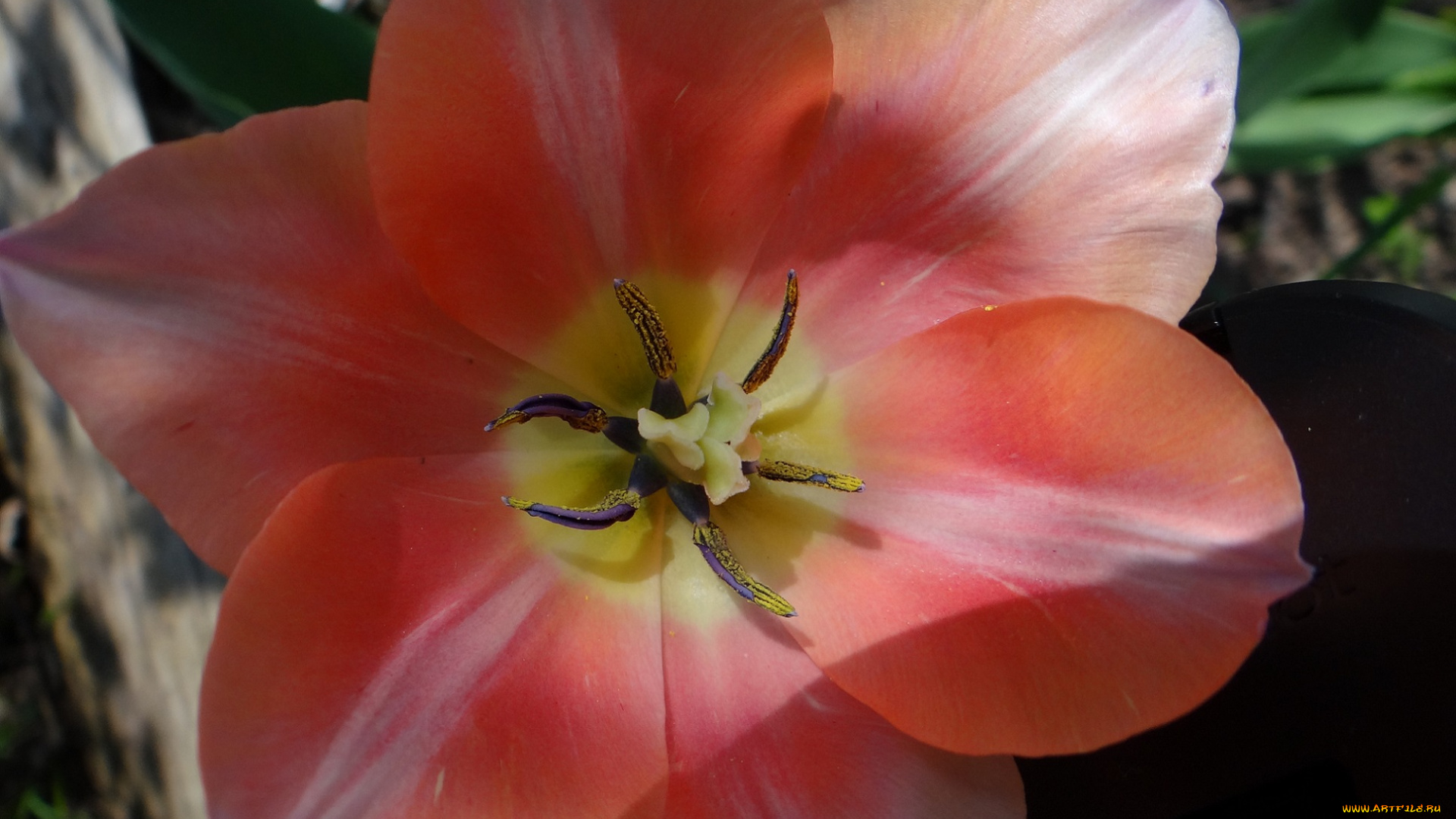 цветы, тюльпаны, тюльпан