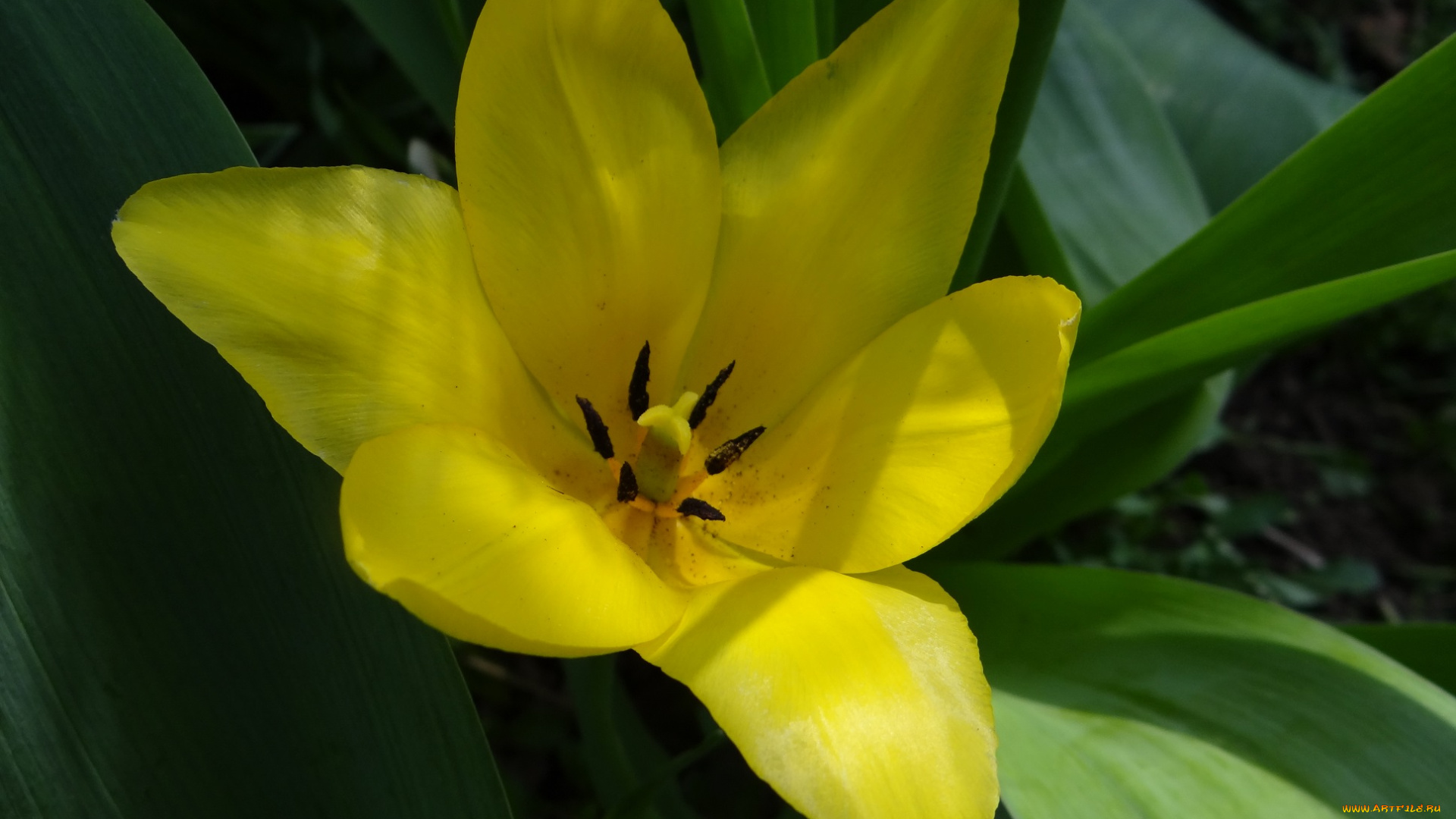 цветы, тюльпаны, жёлтый, цветок, тюльпан