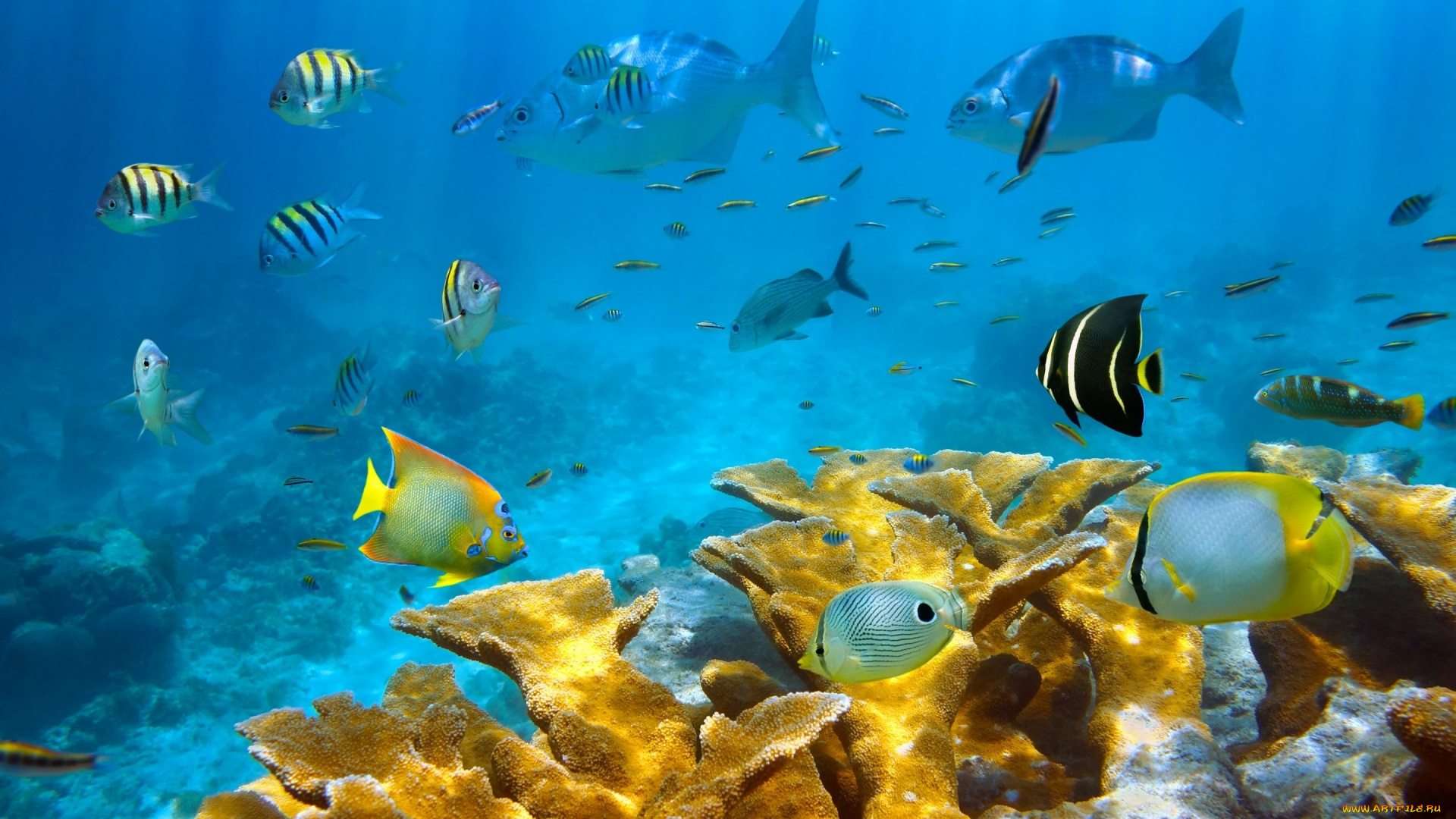 красивый, риф, животные, рыбы, красивый, риф