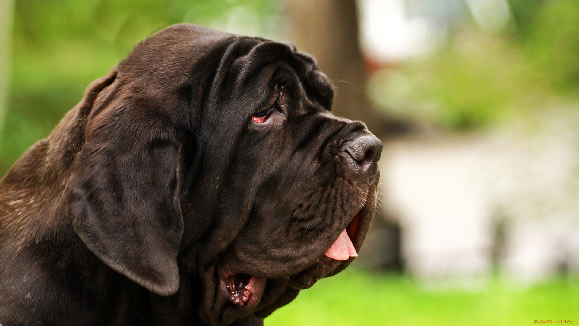 мастино, наполетано, животные, собаки, мастино, наполетано