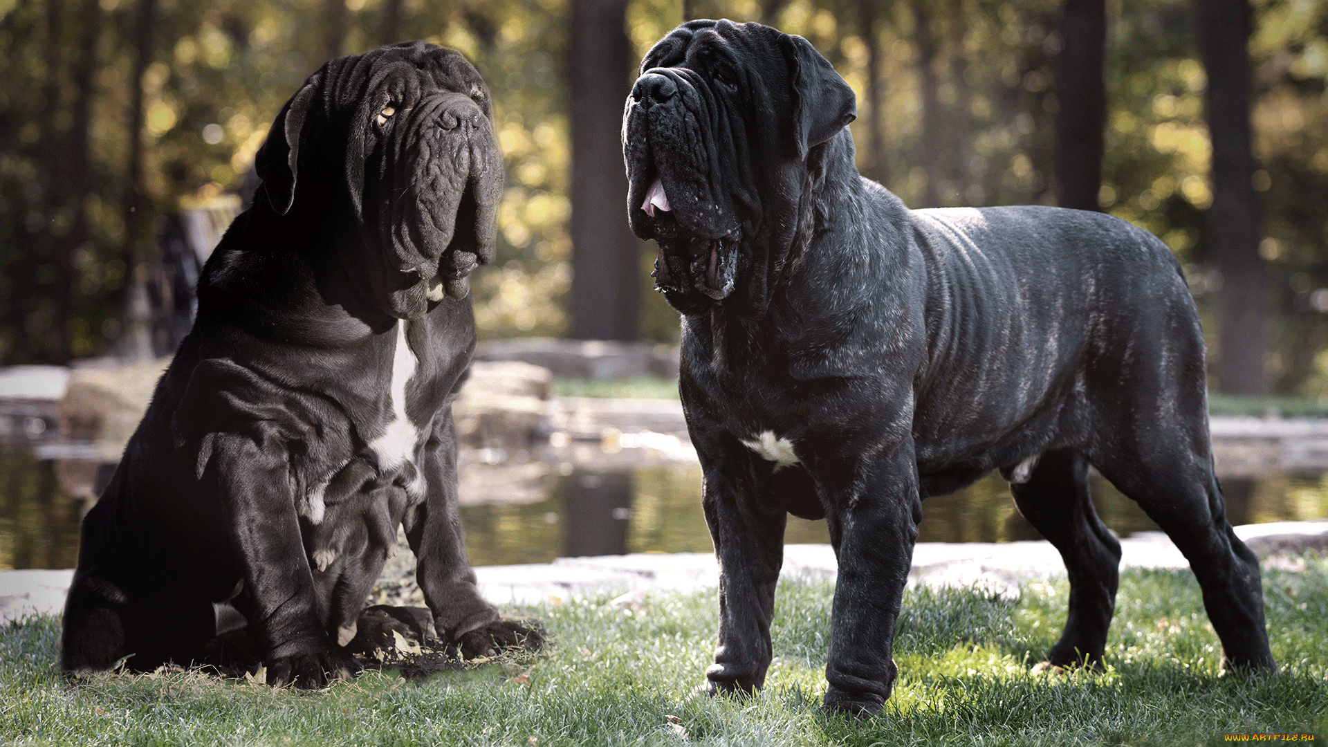 мастино-наполетано, животные, собаки, животное, собака