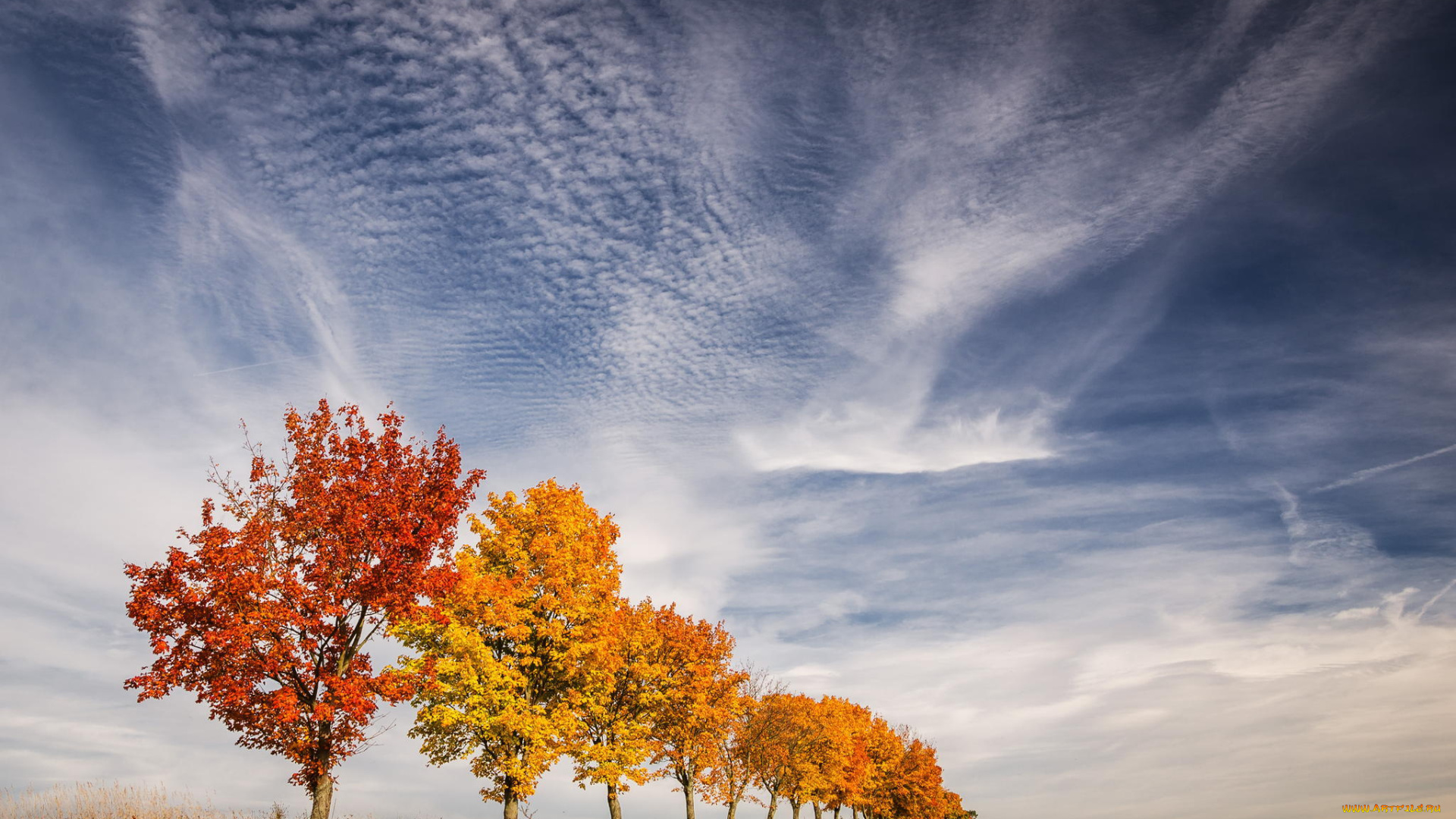 природа, деревья, листья, краски, небо, осень