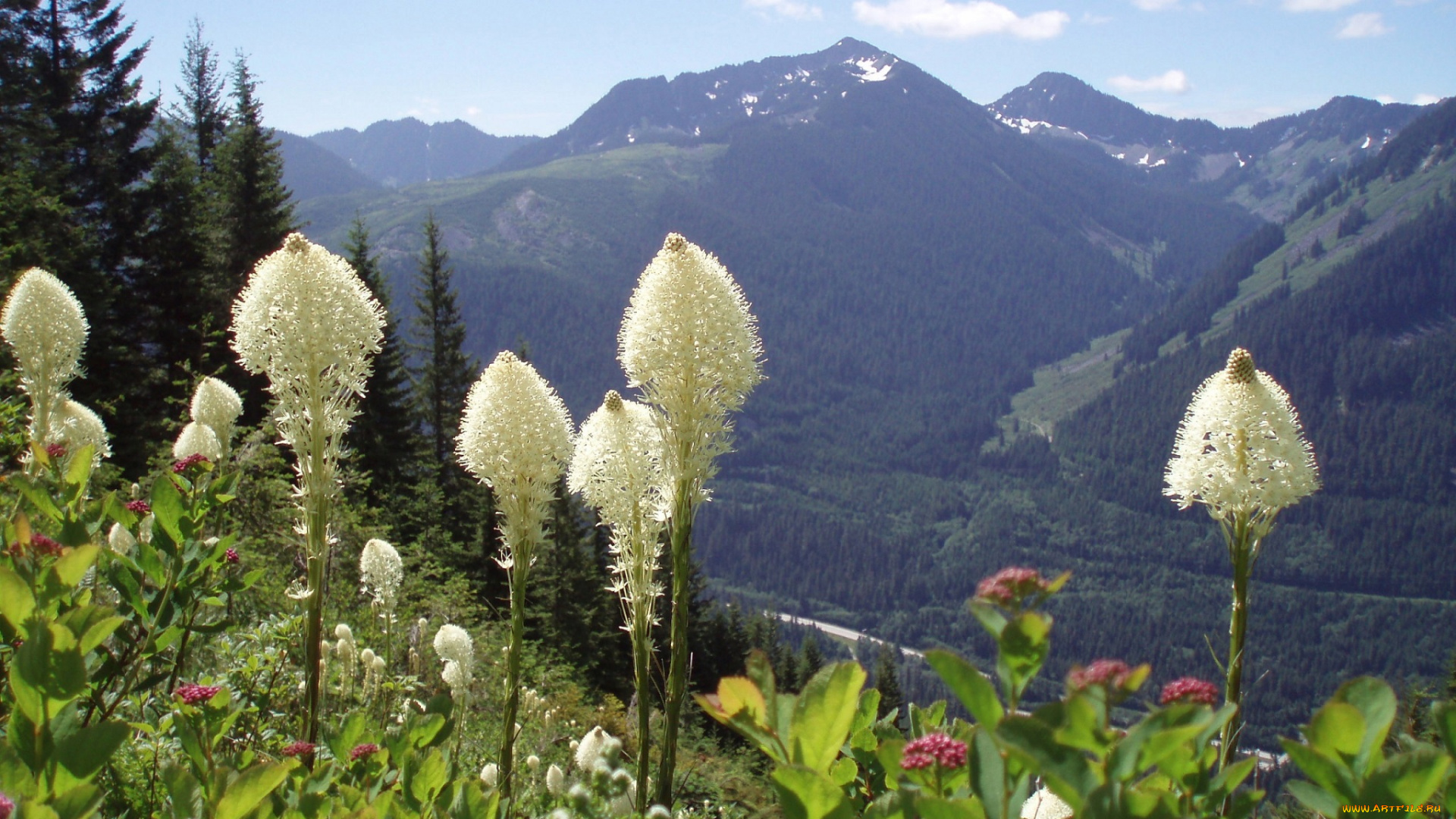 природа, горы, цветы, лес