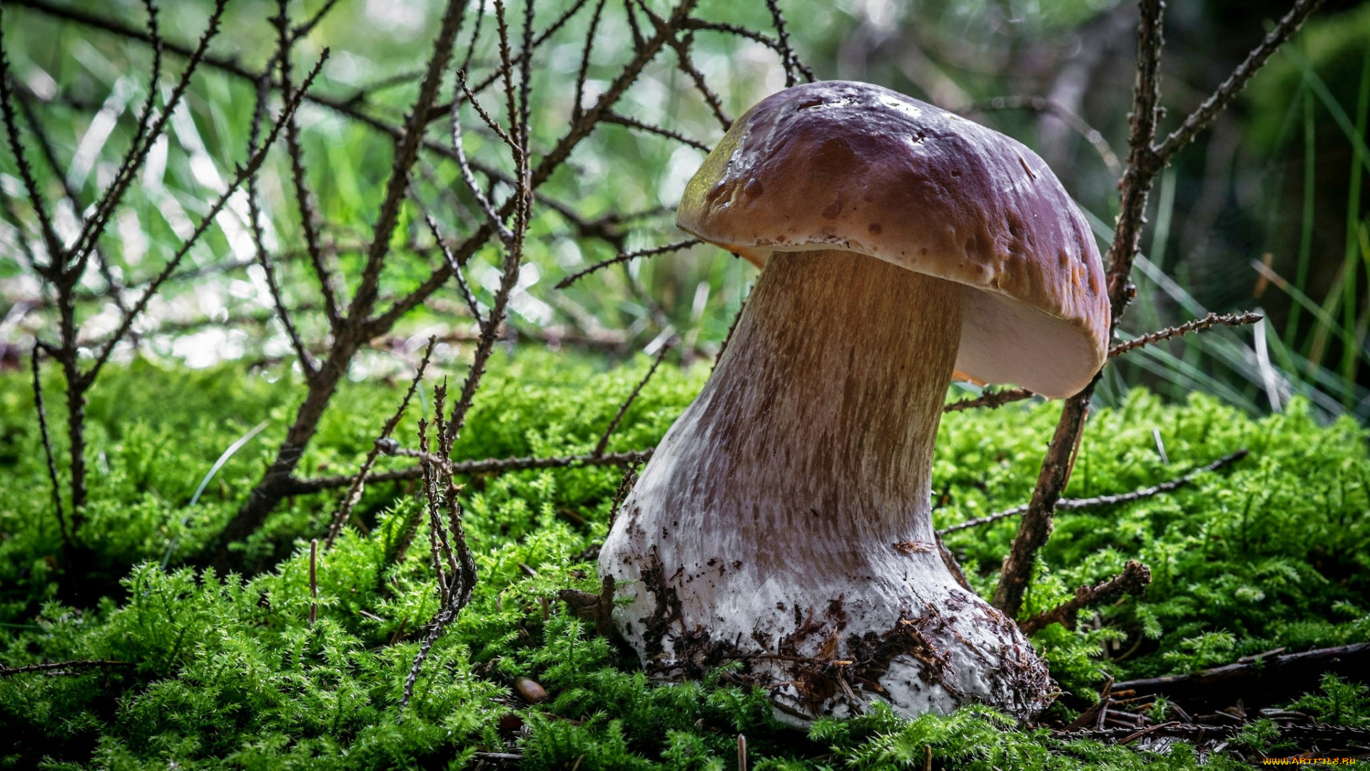 природа, грибы, боровик, мох, лес