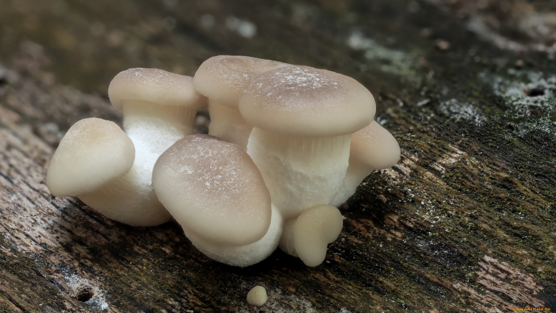 природа, грибы, макро, кора, пень