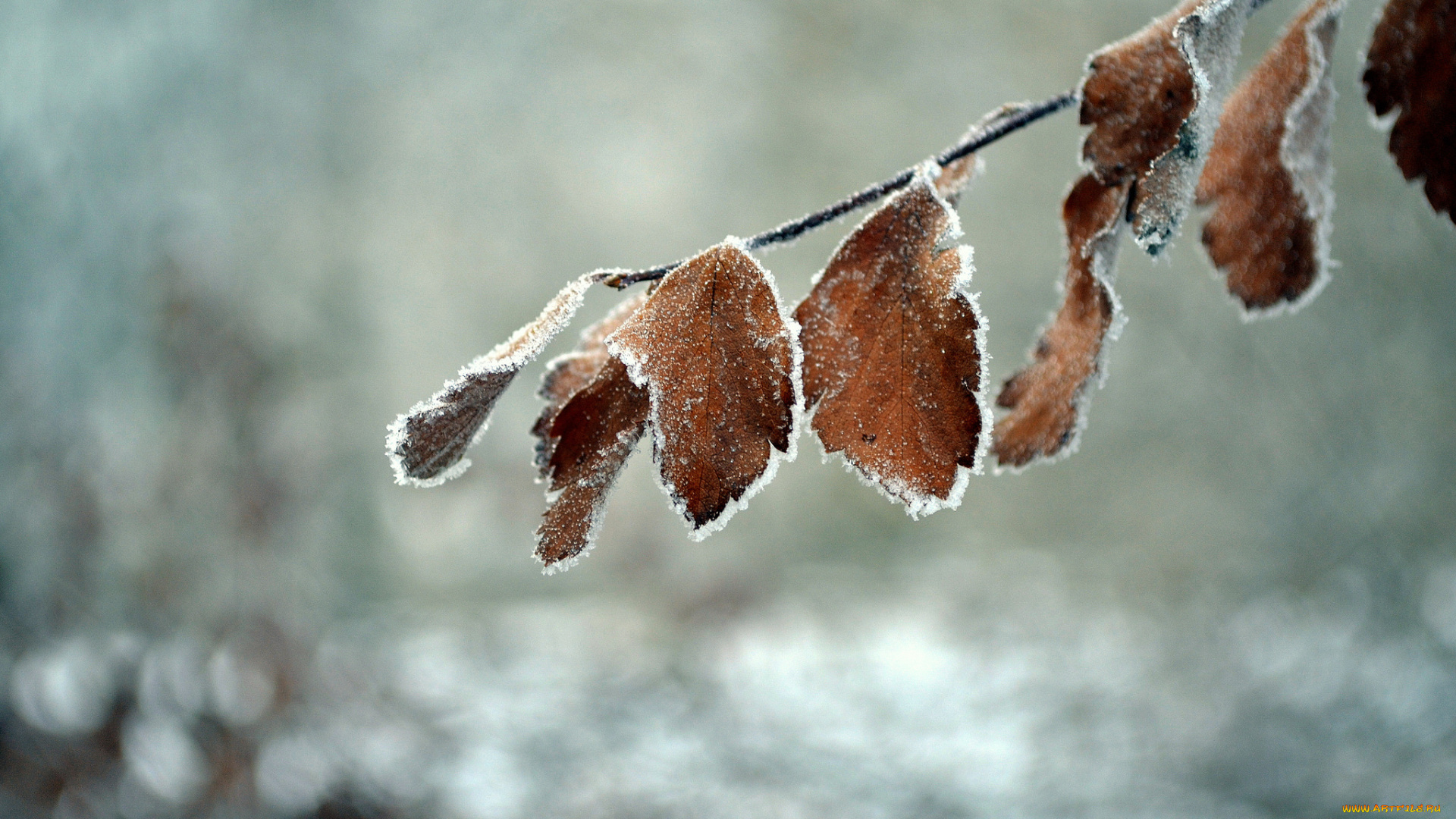 природа, листья, макро, фон, ветка, иней