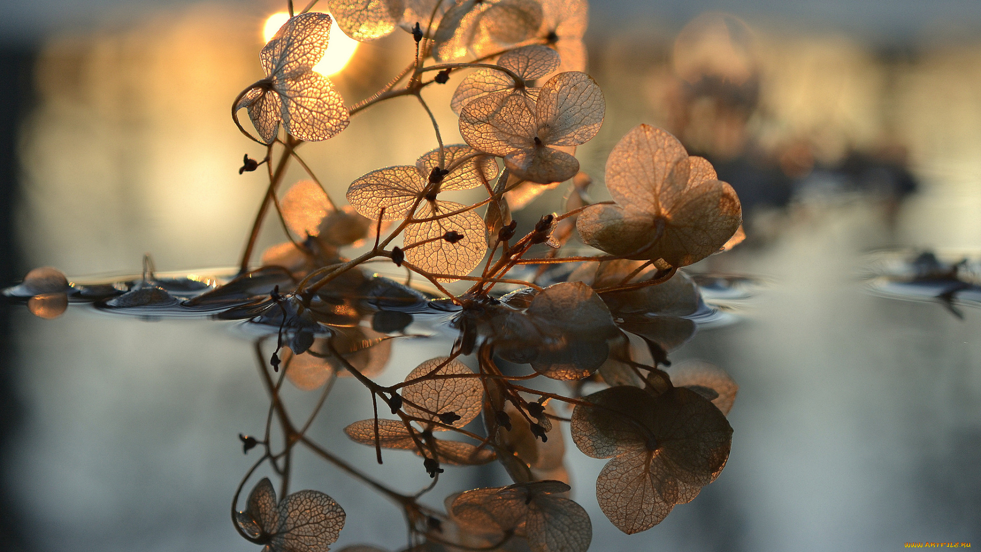 природа, макро, сухостой