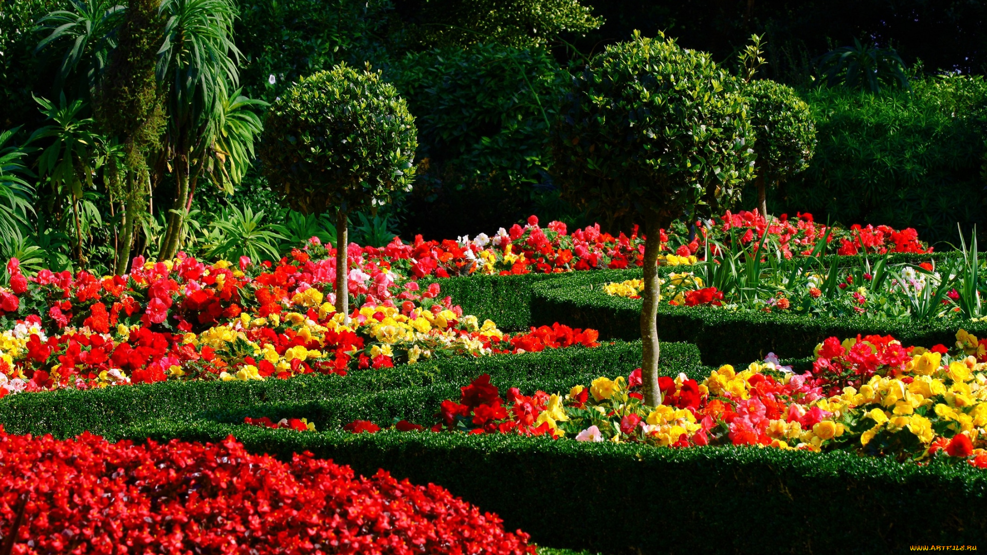 природа, парк, бегония, клумбы