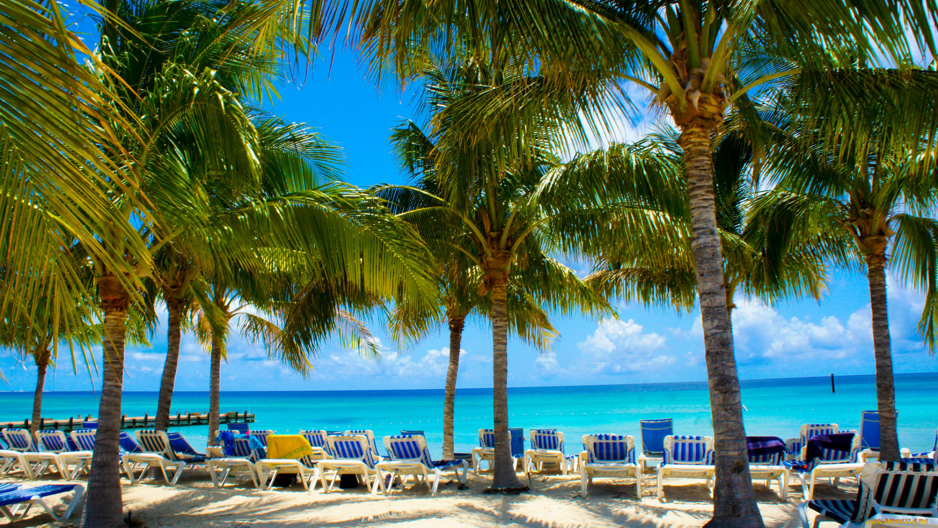 природа, тропики, пальмы