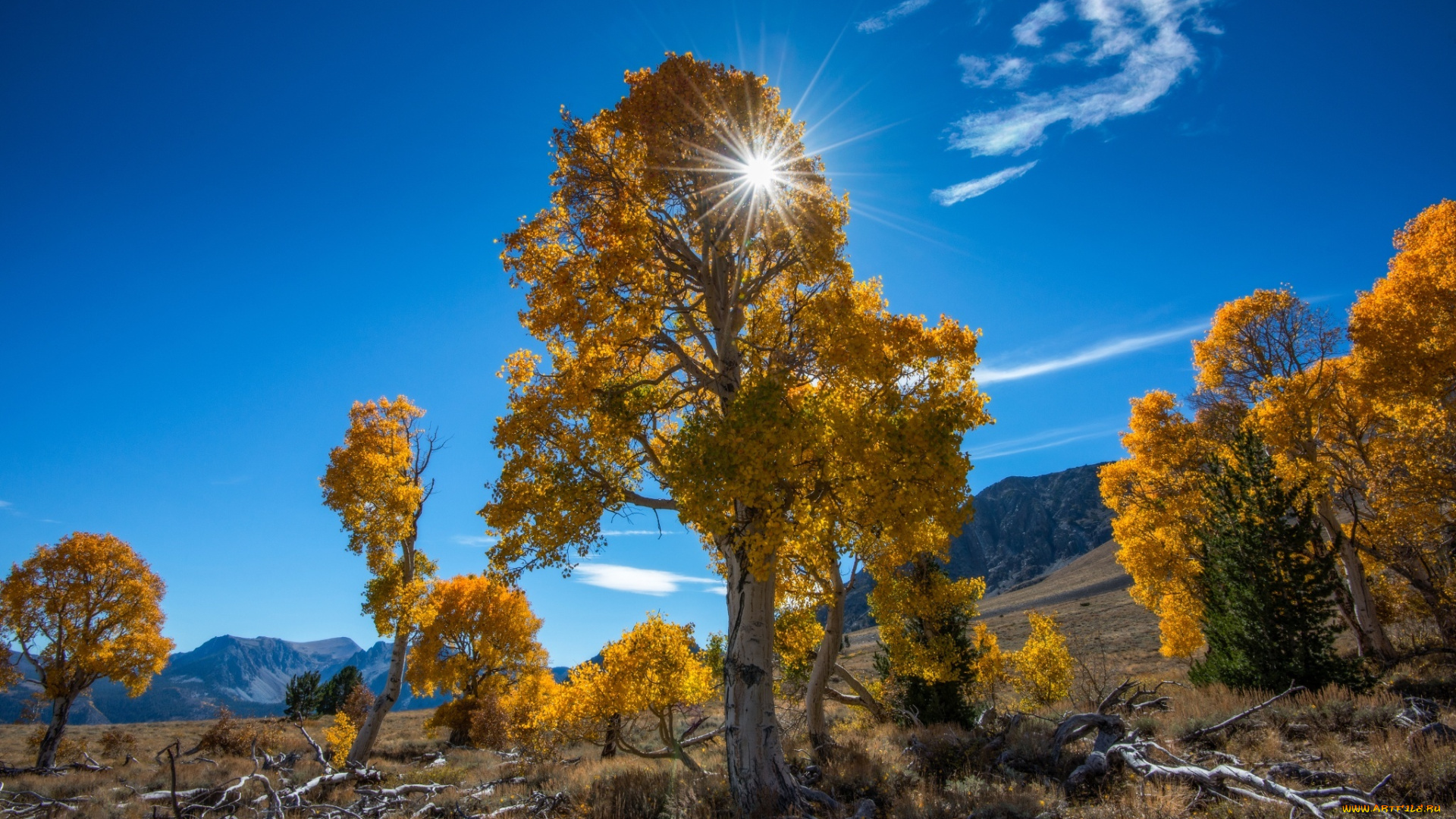 природа, восходы, закаты, деревья, осень