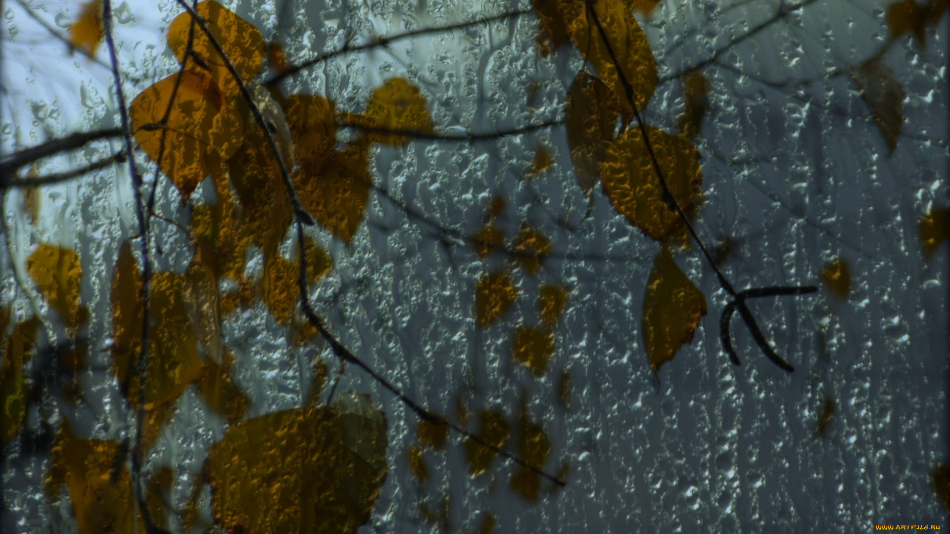 разное, капли, , брызги, , всплески, стекло, листья, осень, макро