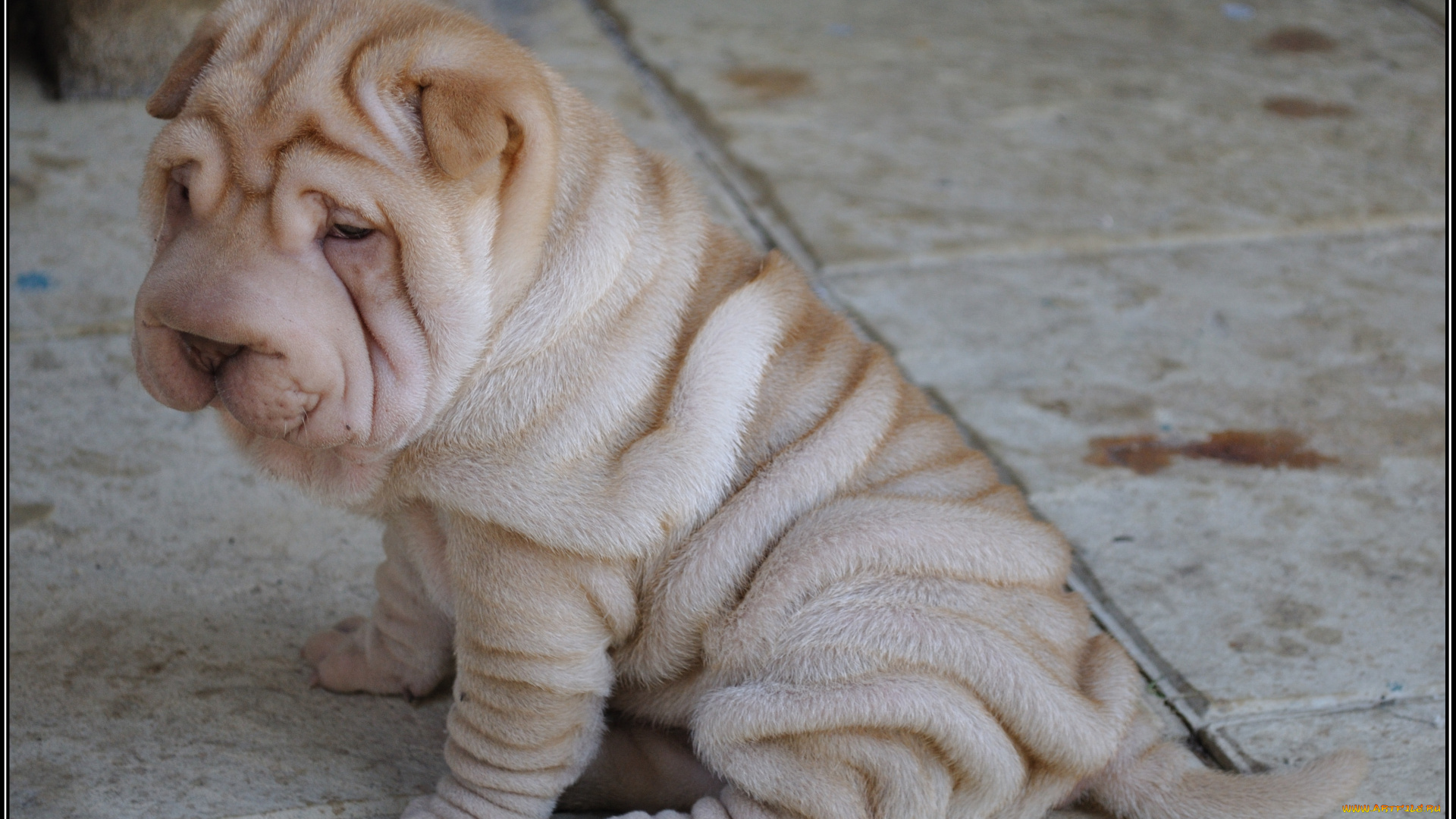 шарпе&, 769, животные, собаки, шарпей, щенок