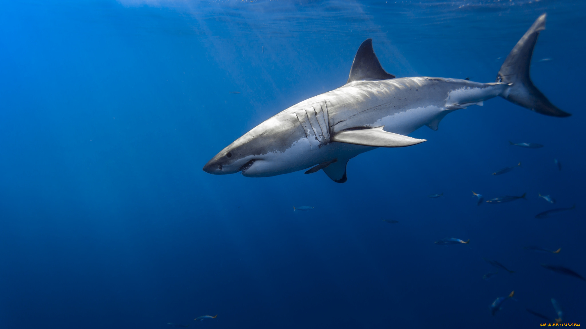 животные, акулы, акула, глубина, океан