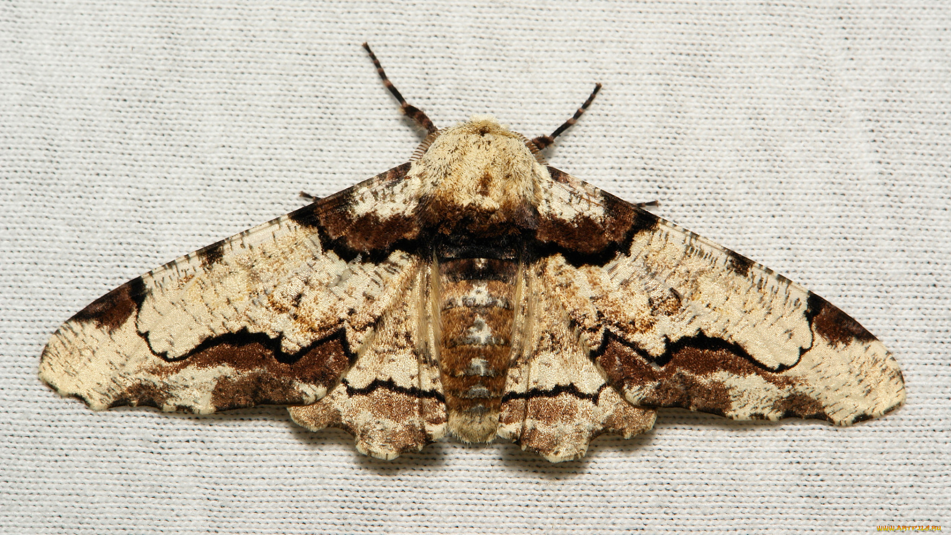 животные, бабочки, , мотыльки, , моли, бабочка, моль, макро, itchydogimages