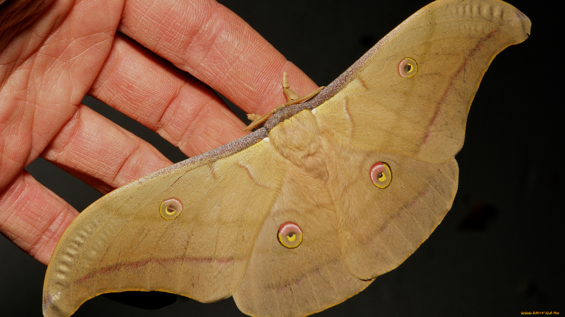 животные, бабочки, , мотыльки, , моли, бабочка, макро, itchydogimages, крылья