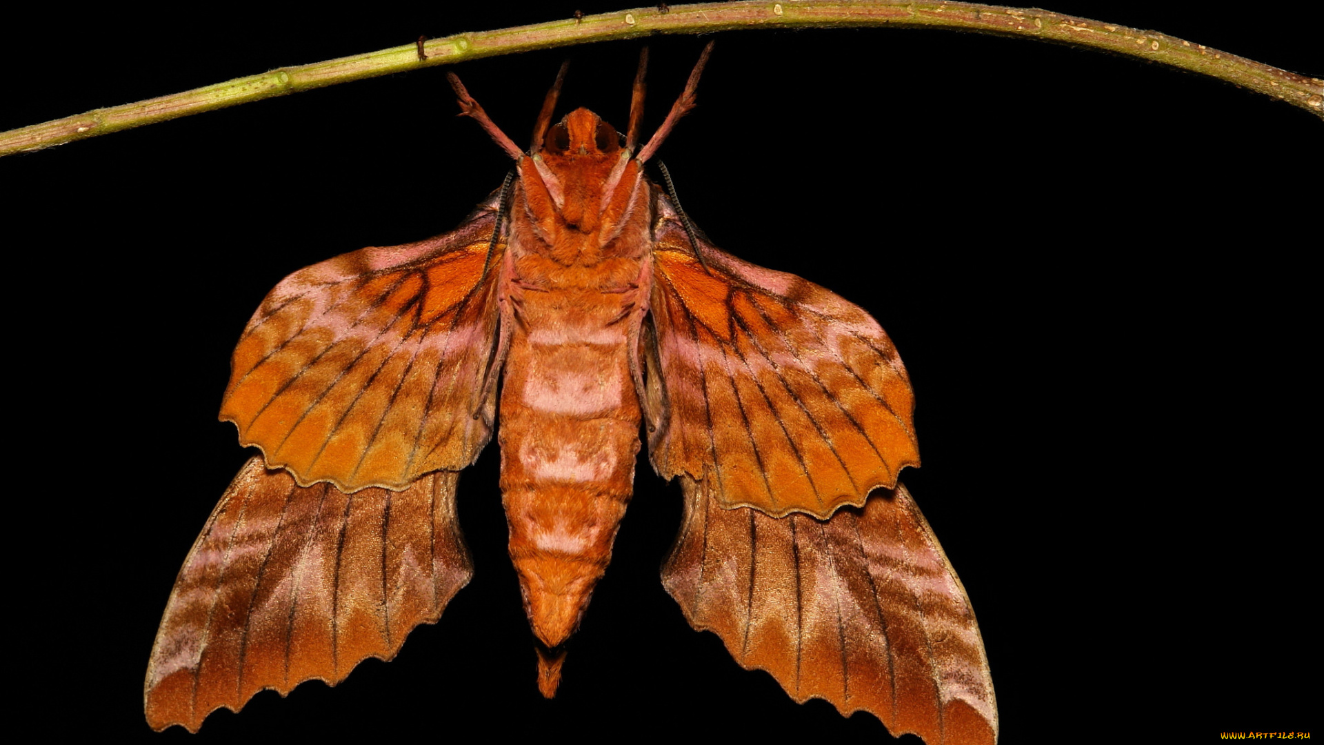 животные, бабочки, , мотыльки, , моли, бабочка, моль, макро, itchydogimages