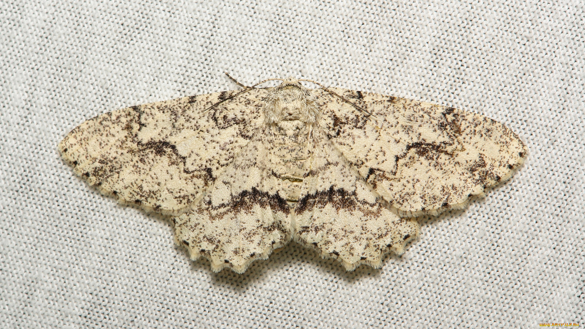 животные, бабочки, , мотыльки, , моли, бабочка, моль, макро, itchydogimages