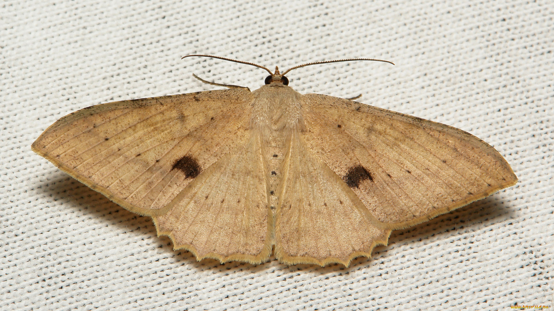 животные, бабочки, , мотыльки, , моли, itchydogimages, макро, насекомое, моль