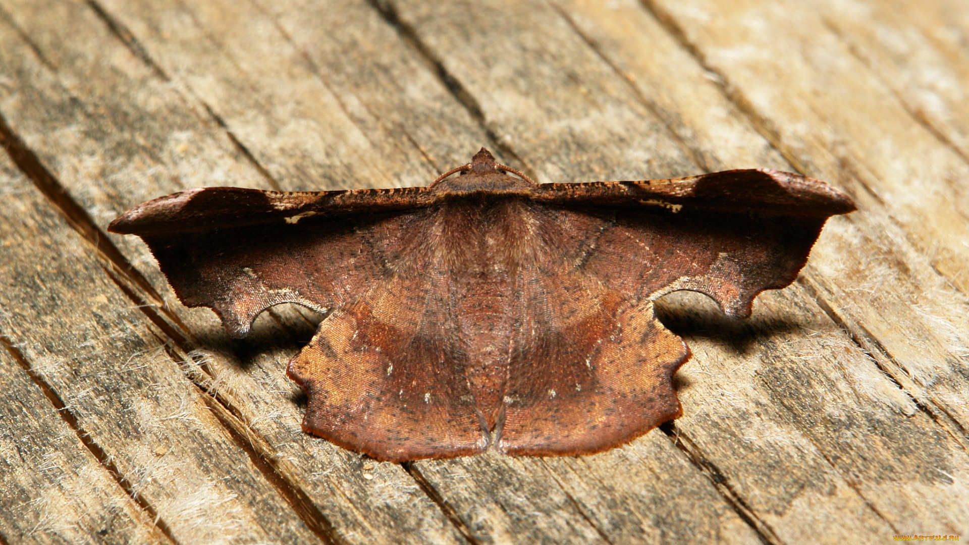 животные, бабочки, , мотыльки, , моли, itchydogimages, макро, насекомое, мотылёк