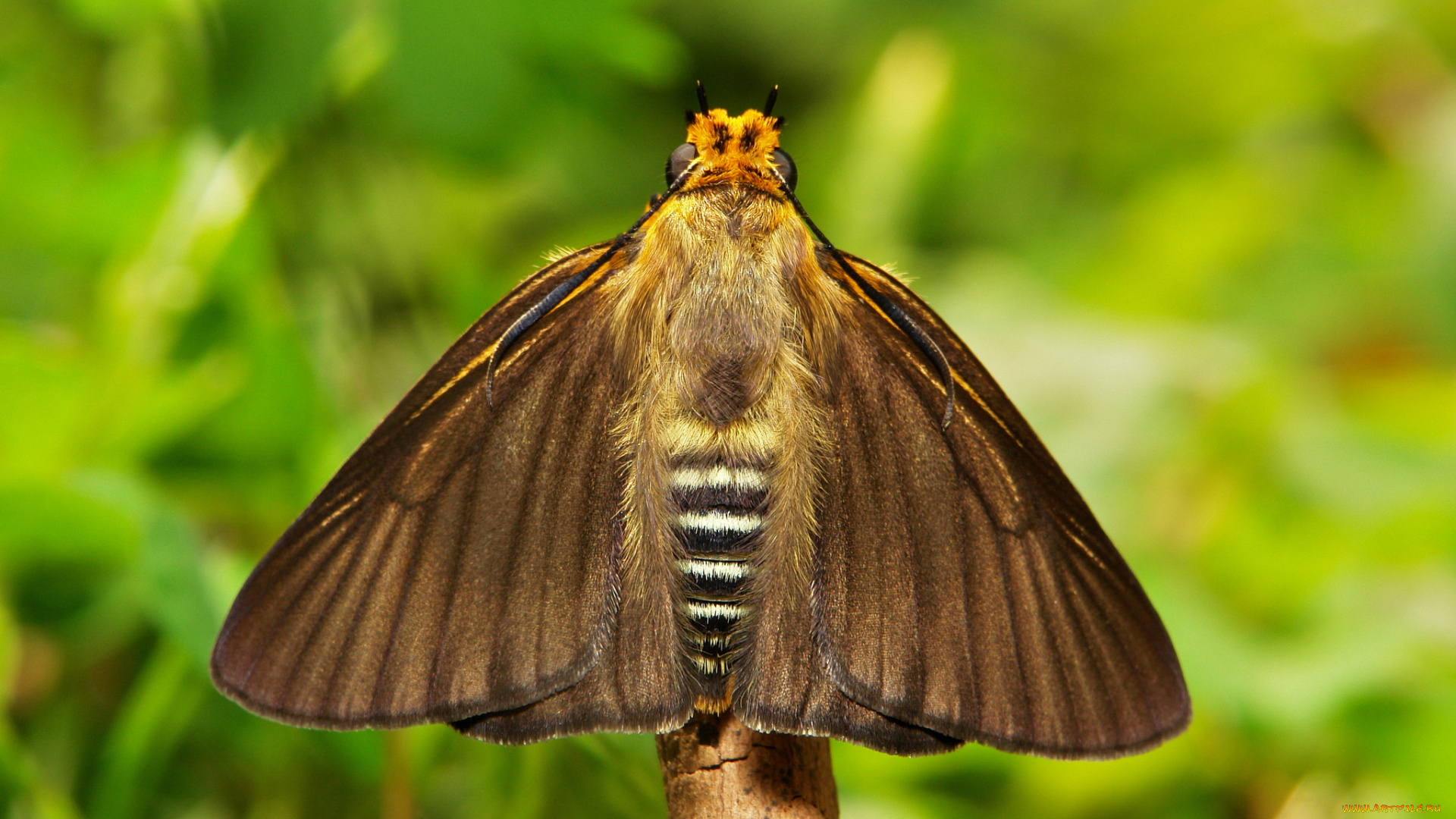 животные, бабочки, , мотыльки, , моли, itchydogimages, макро, бабочка, крылья, усики, узор