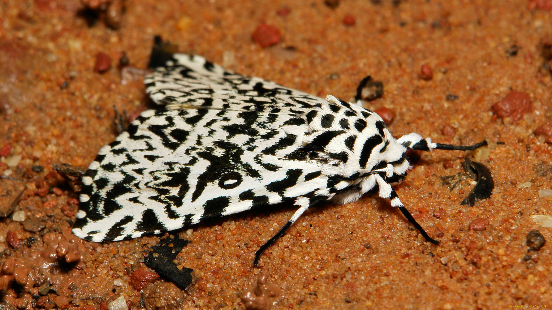 животные, бабочки, , мотыльки, , моли, itchydogimages, макро, моль, мотылёк