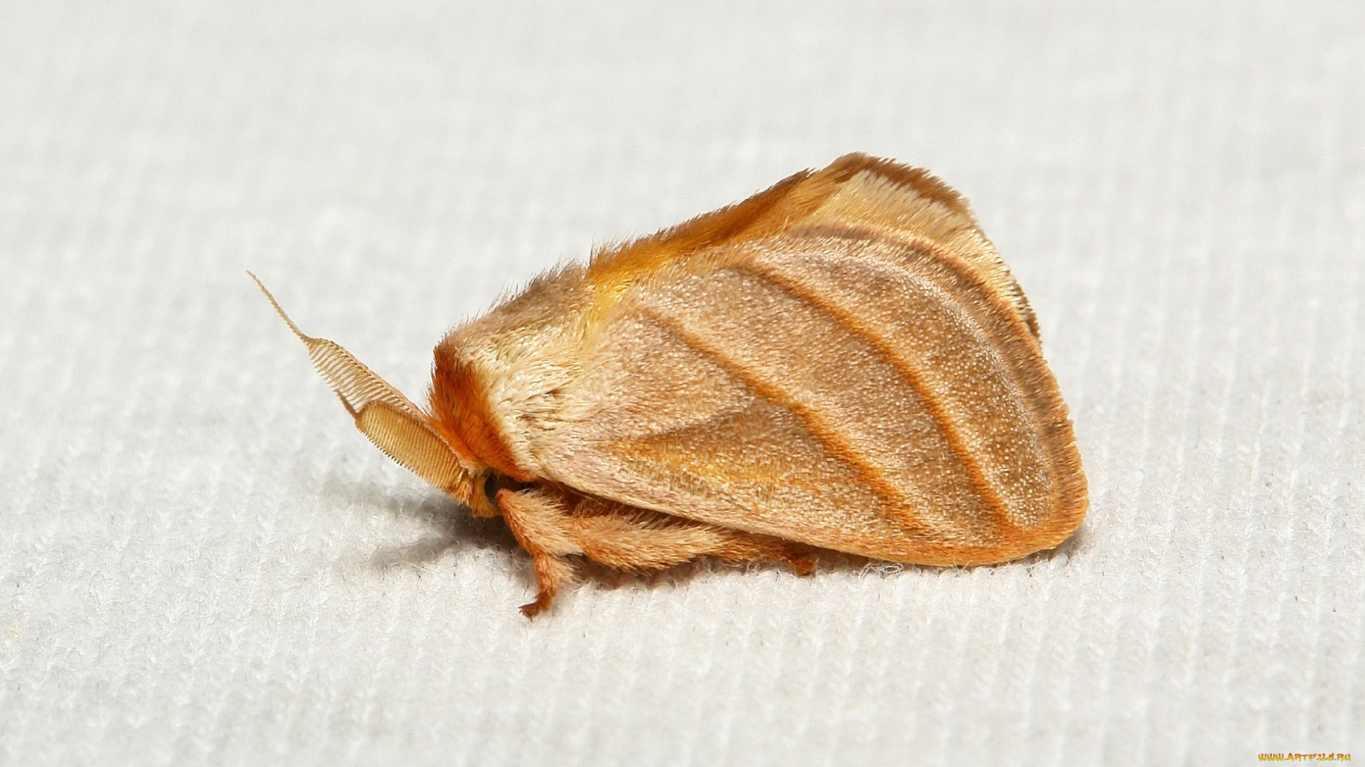 животные, бабочки, , мотыльки, , моли, itchydogimages, бабочка, моль, макро