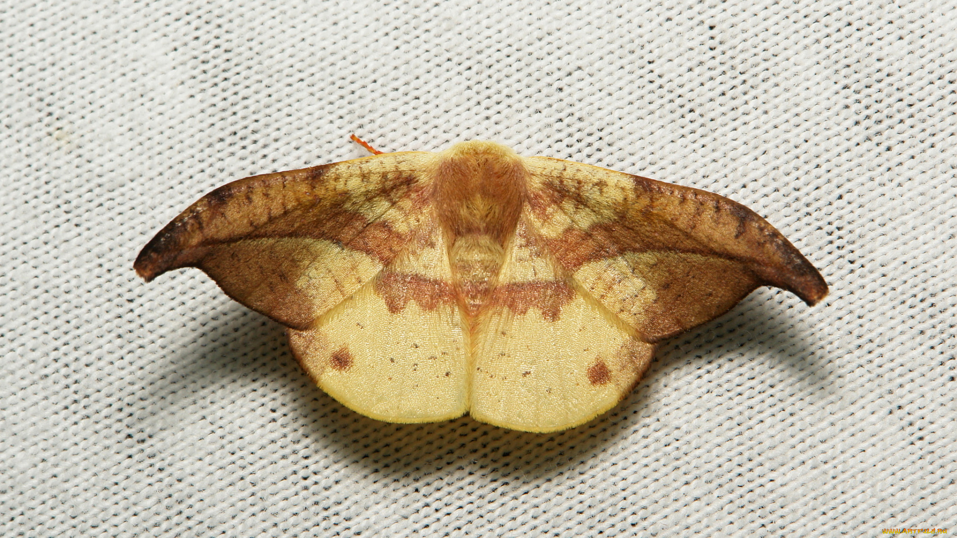 животные, бабочки, , мотыльки, , моли, itchydogimages, мотылёк, насекомое, макро