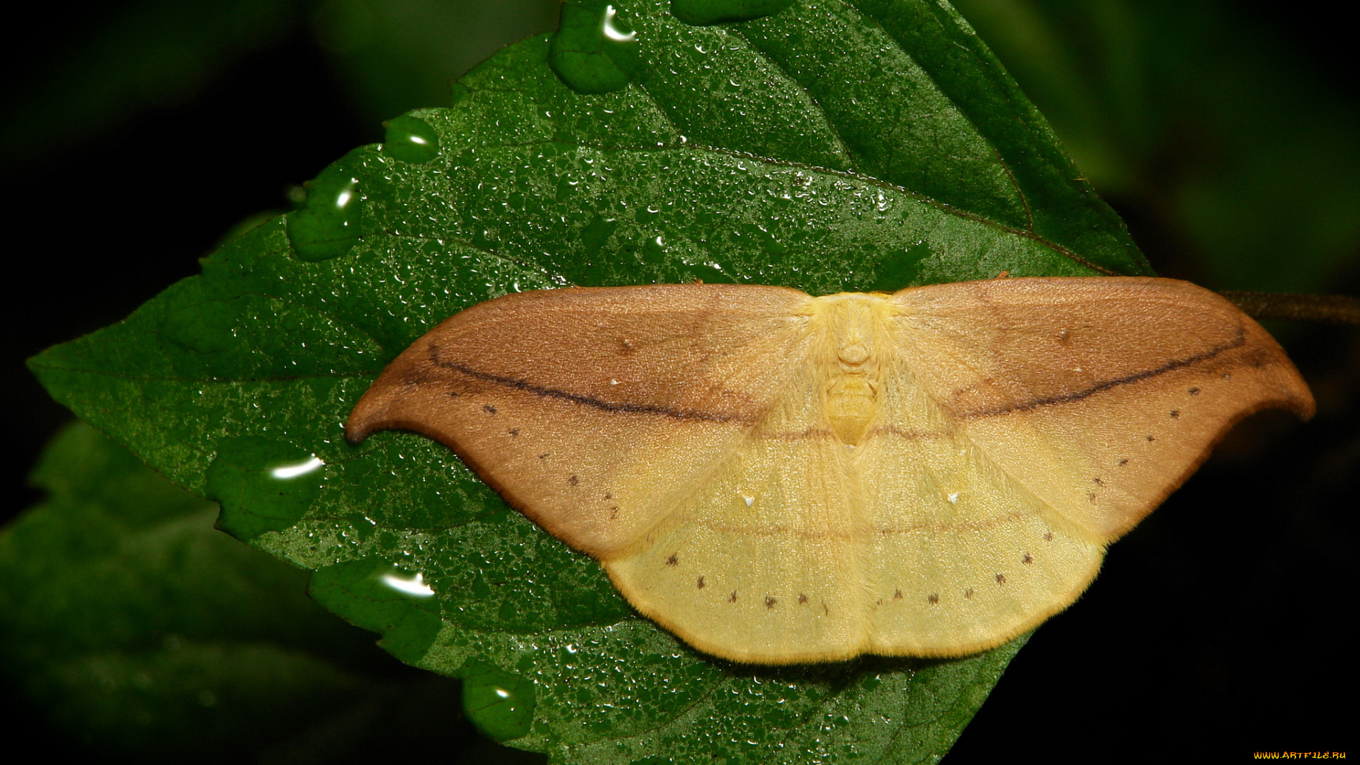 животные, бабочки, , мотыльки, , моли, itchydogimages, макро, капли, утро, бабочка, роса, моль, лист