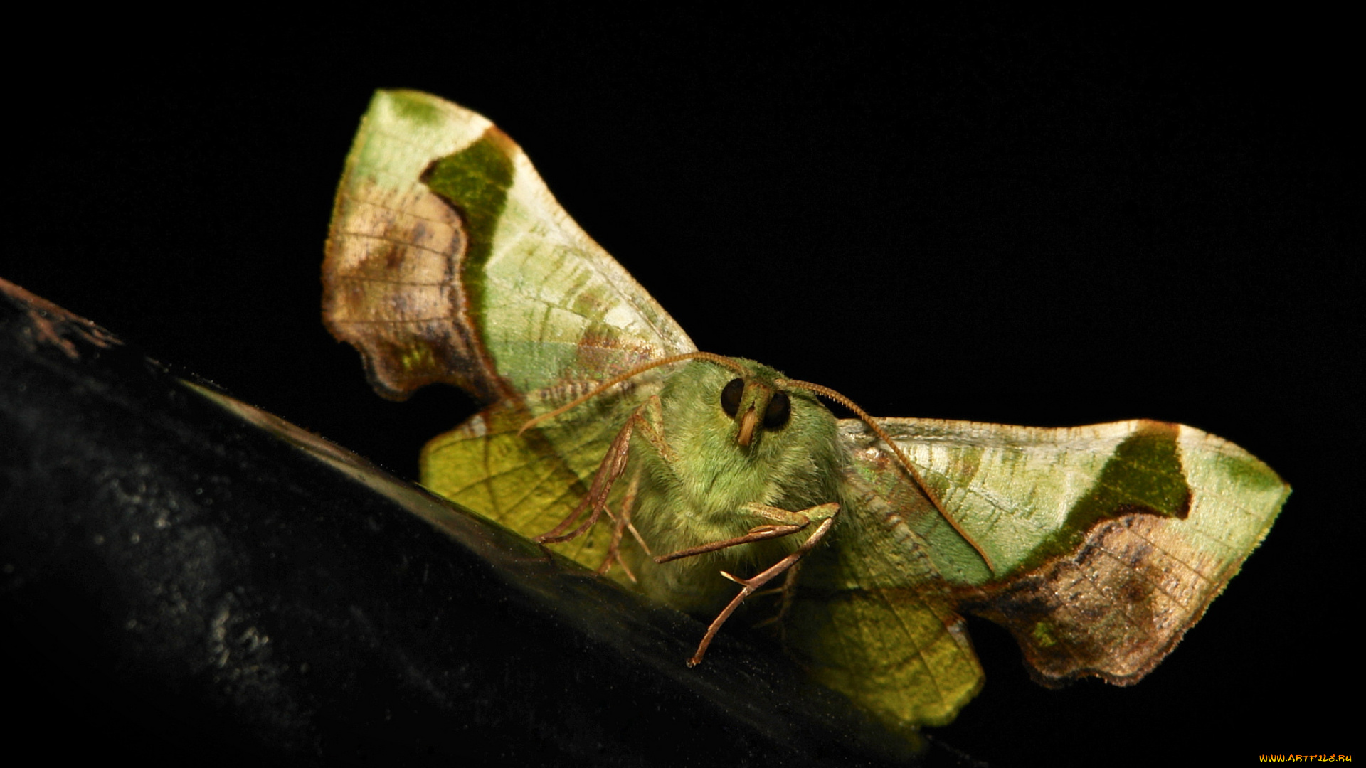 животные, бабочки, , мотыльки, , моли, itchydogimages, макро, насекомое, лист, мотылёк