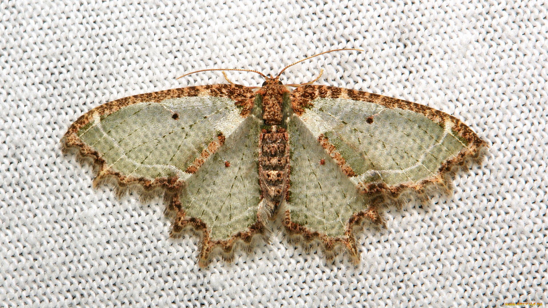 животные, бабочки, , мотыльки, , моли, itchydogimages, макро, моль, бабочка