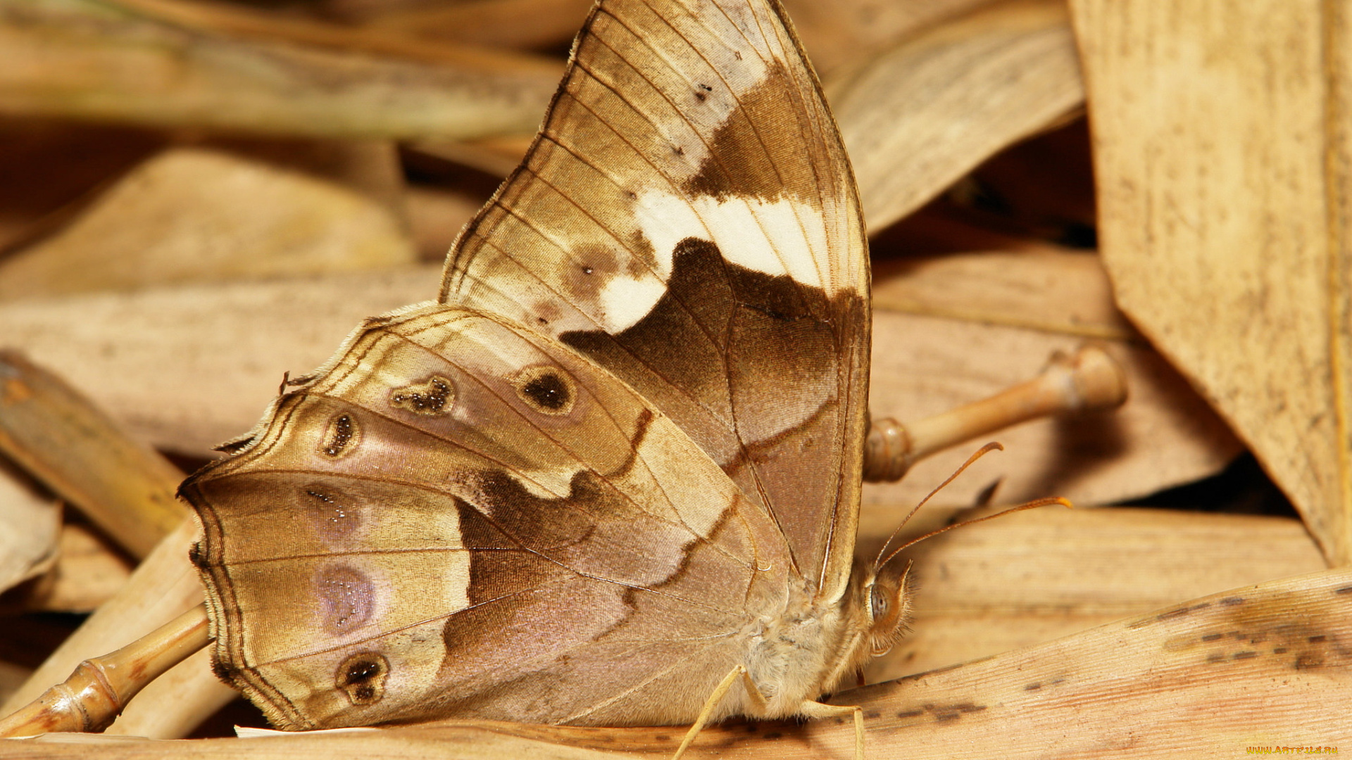 животные, бабочки, , мотыльки, , моли, крылья, узор, усики, бабочка, макро, itchydogimages