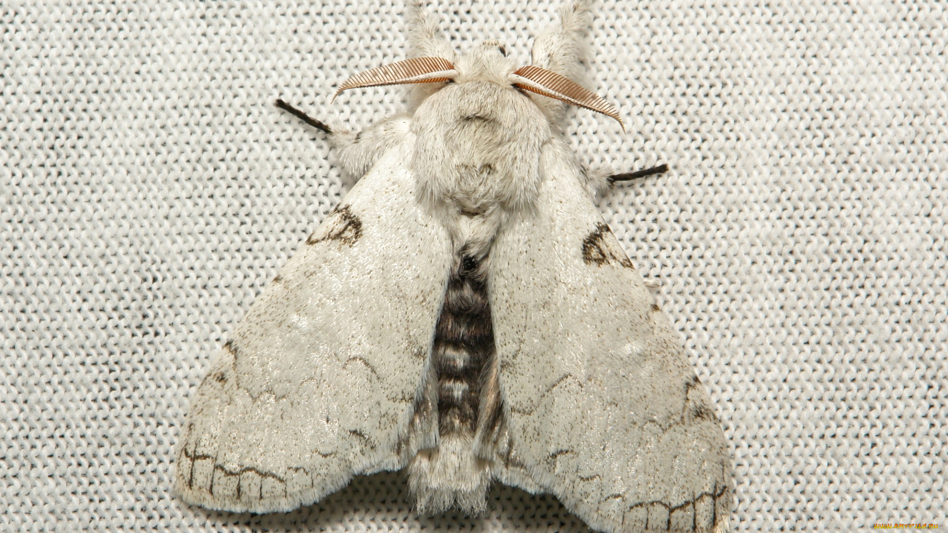 животные, бабочки, , мотыльки, , моли, крылья, бабочка, макро, itchydogimages