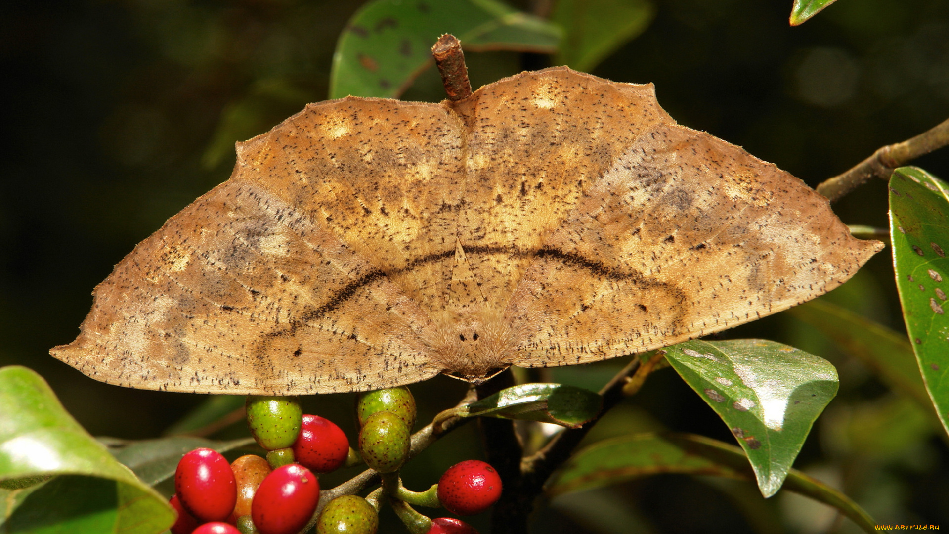 животные, бабочки, , мотыльки, , моли, крылья, бабочка, макро, itchydogimages
