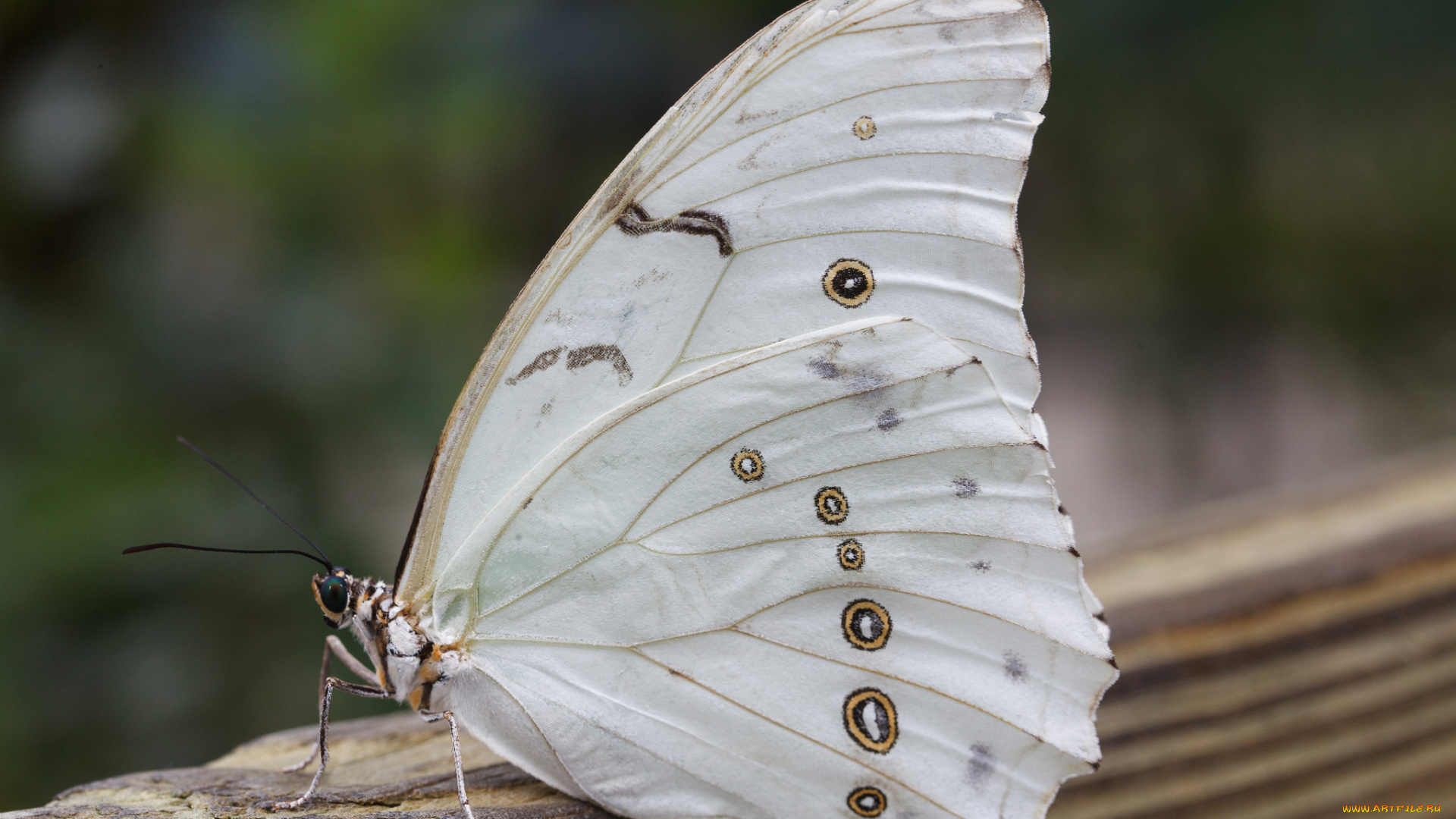 животные, бабочки, , мотыльки, , моли, листья, бабочка, макро, bob, decker, насекомое, усики, крылья, фон