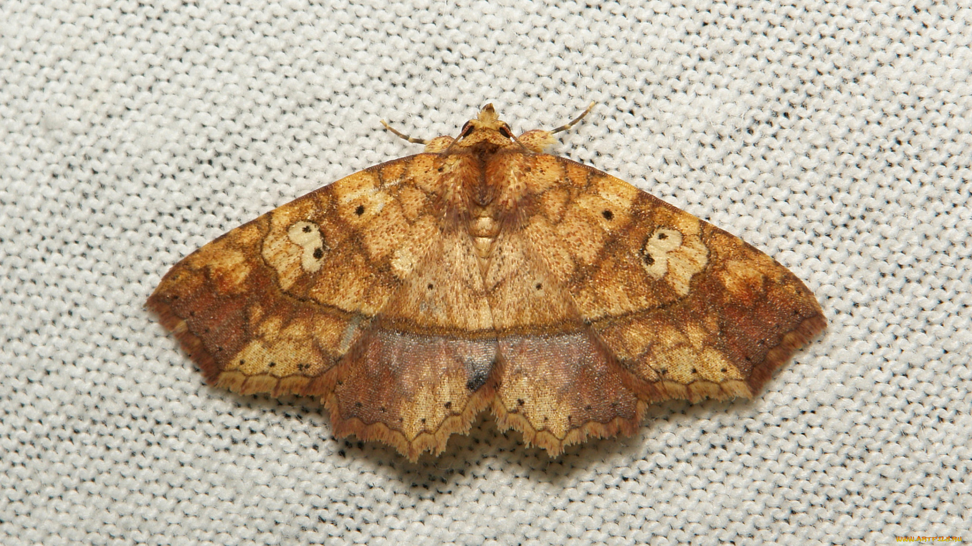 животные, бабочки, , мотыльки, , моли, макро, itchydogimages, мотылёк, моль