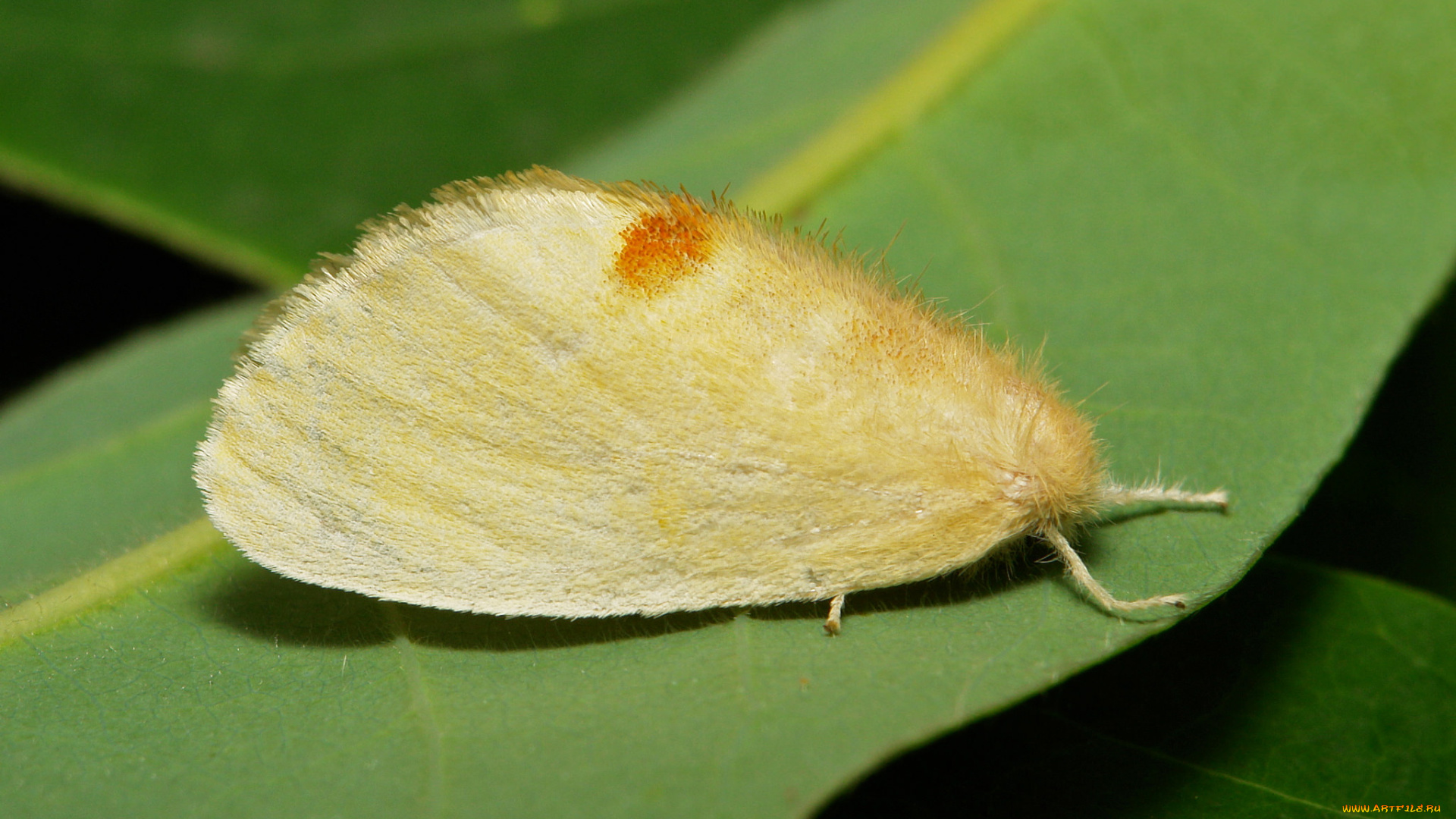 животные, бабочки, , мотыльки, , моли, макро, itchydogimages, насекомое, моль