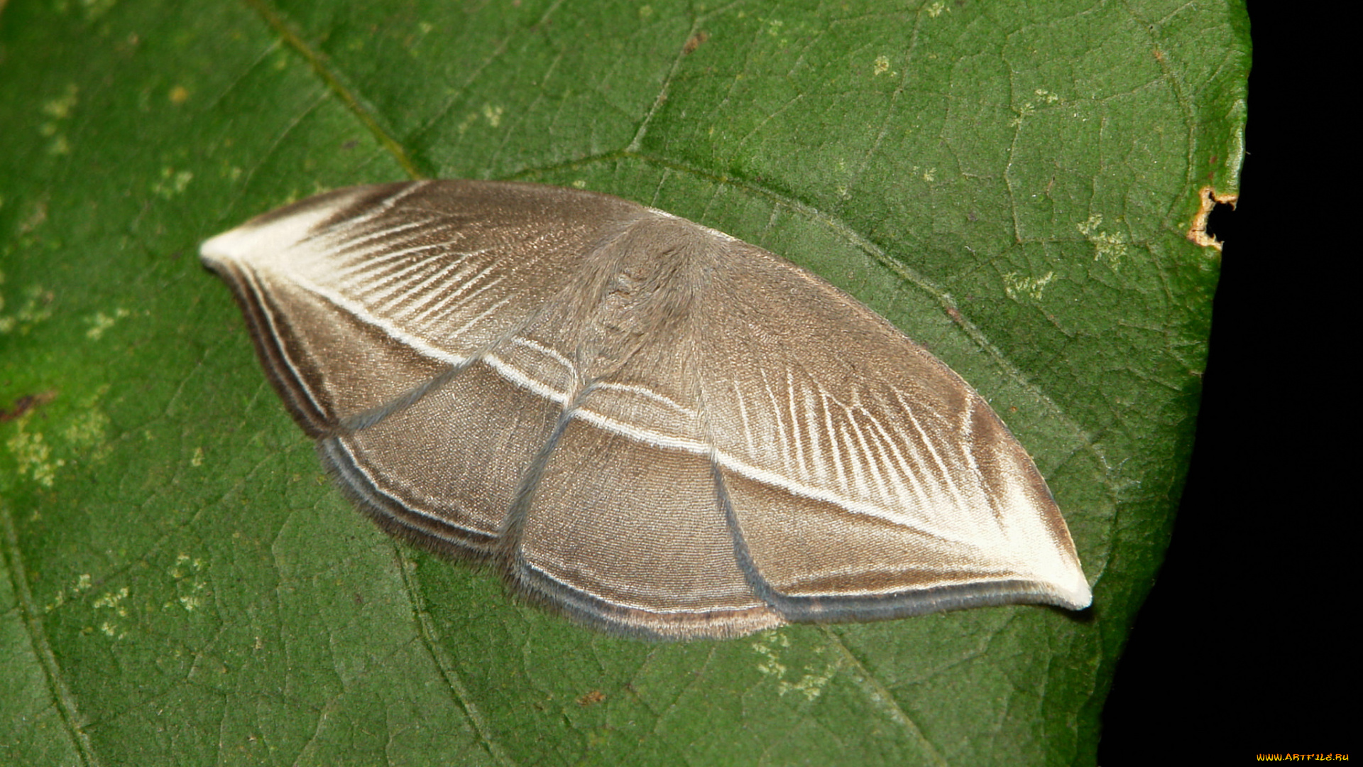 животные, бабочки, , мотыльки, , моли, макро, itchydogimages, усики, узор, крылья, моль