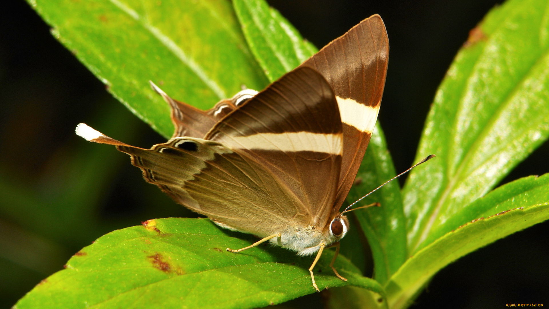 животные, бабочки, , мотыльки, , моли, макро, бабочка, моль, itchydogimages